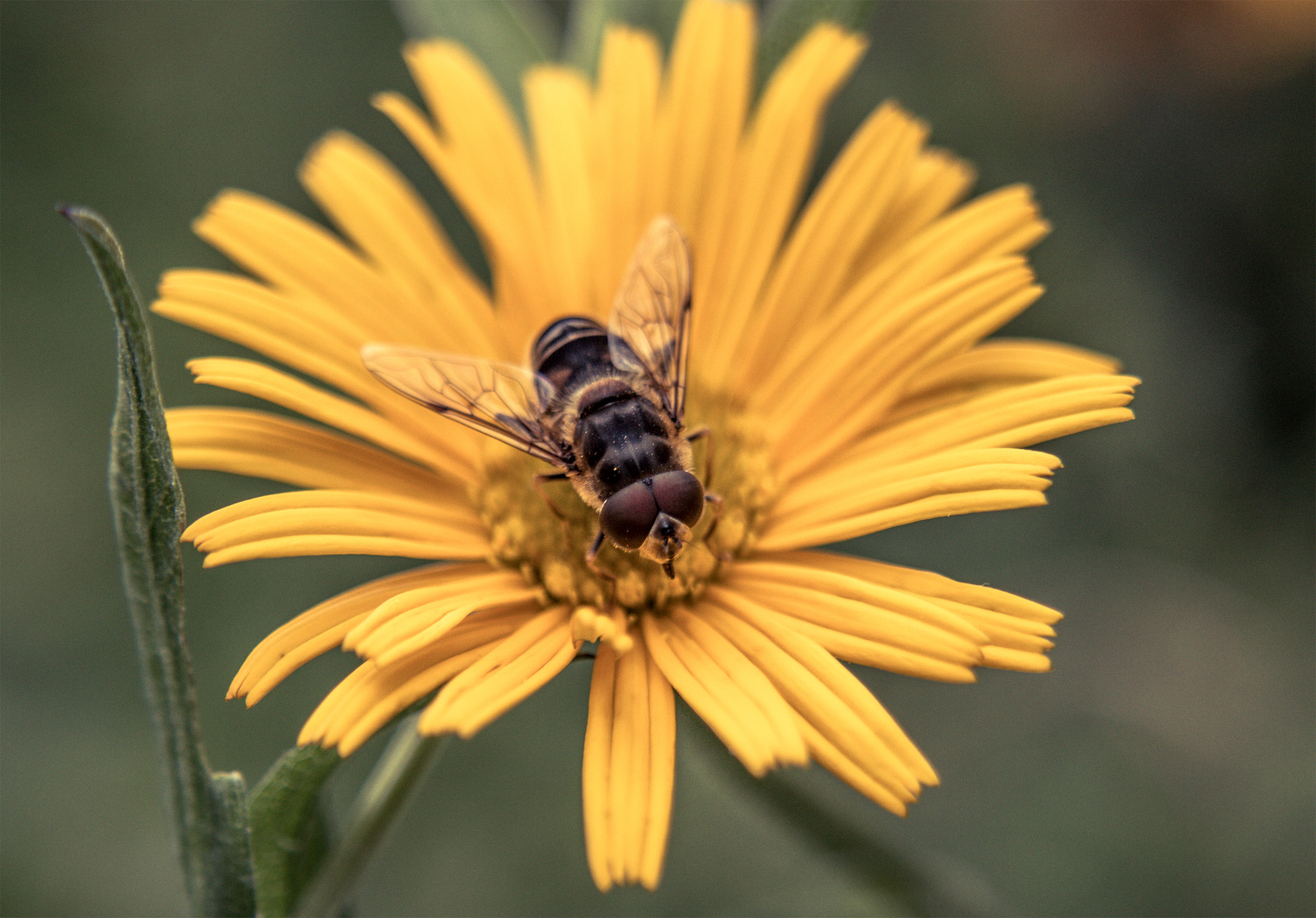 Bee on a flower, Bee, Flower, Insect, Macro, HQ Photo