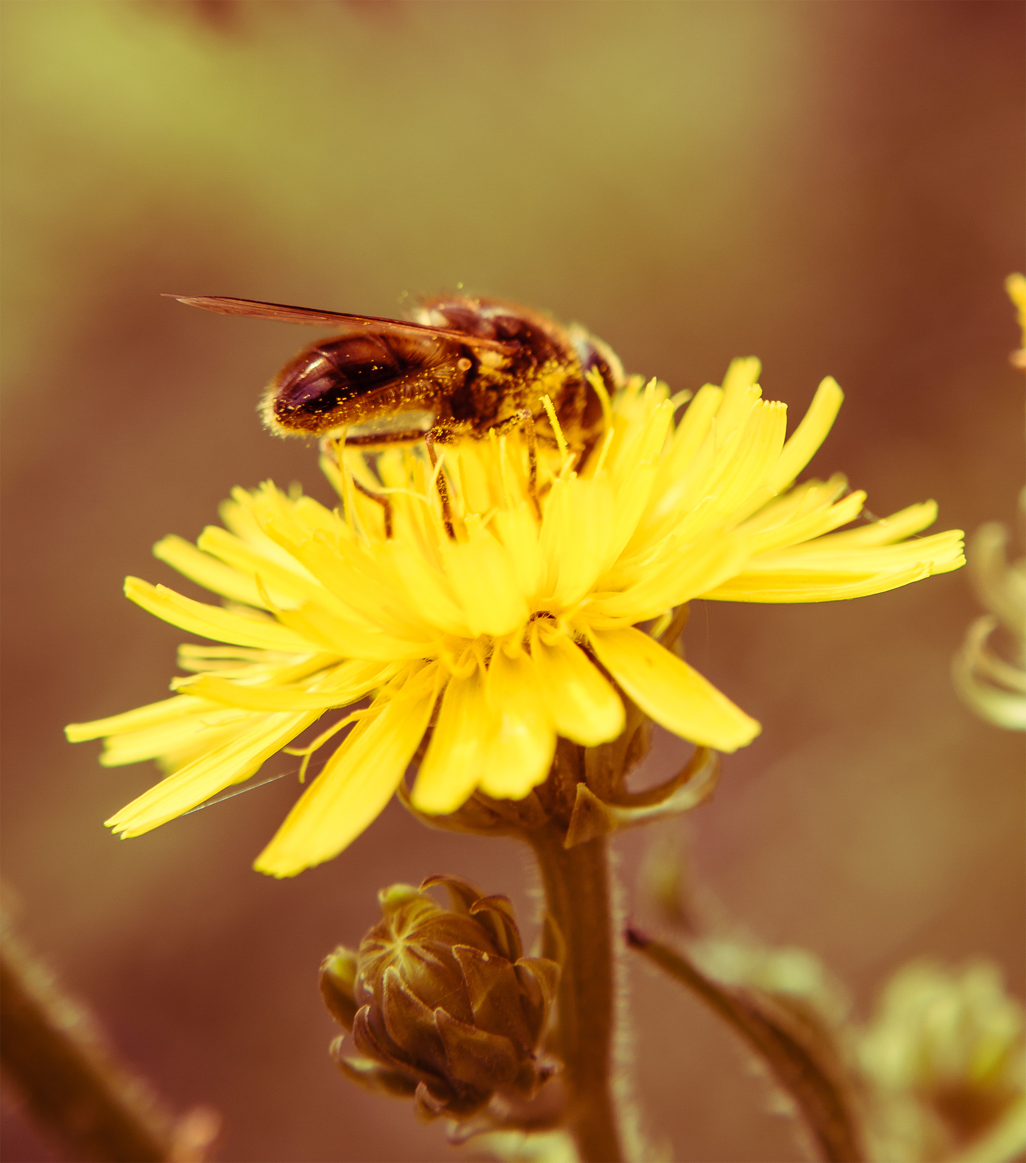 Bee on a flower, Bee, Flower, Green, Leaf, HQ Photo
