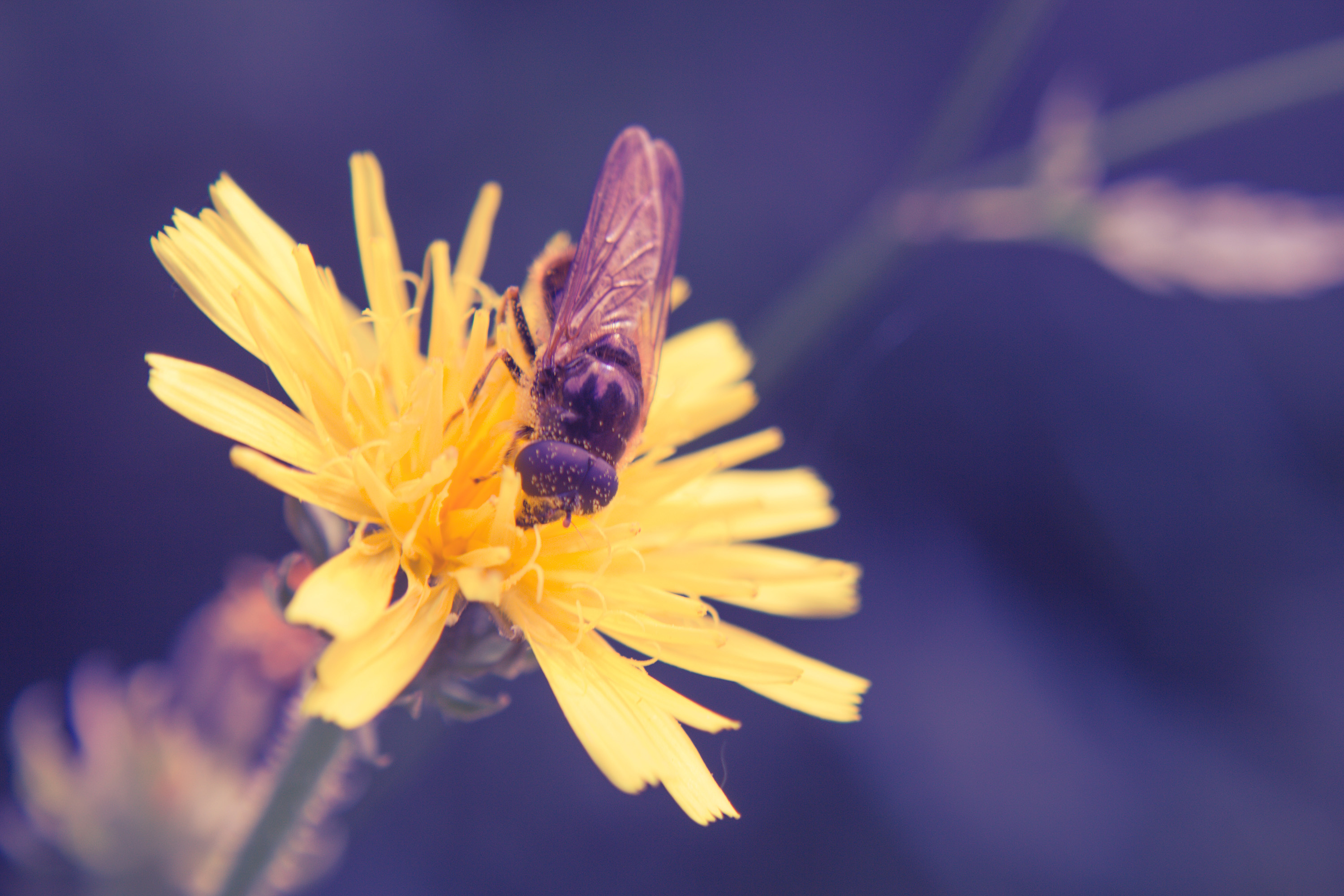 Bee on a flower, Bee, Flower, Insect, Nature, HQ Photo