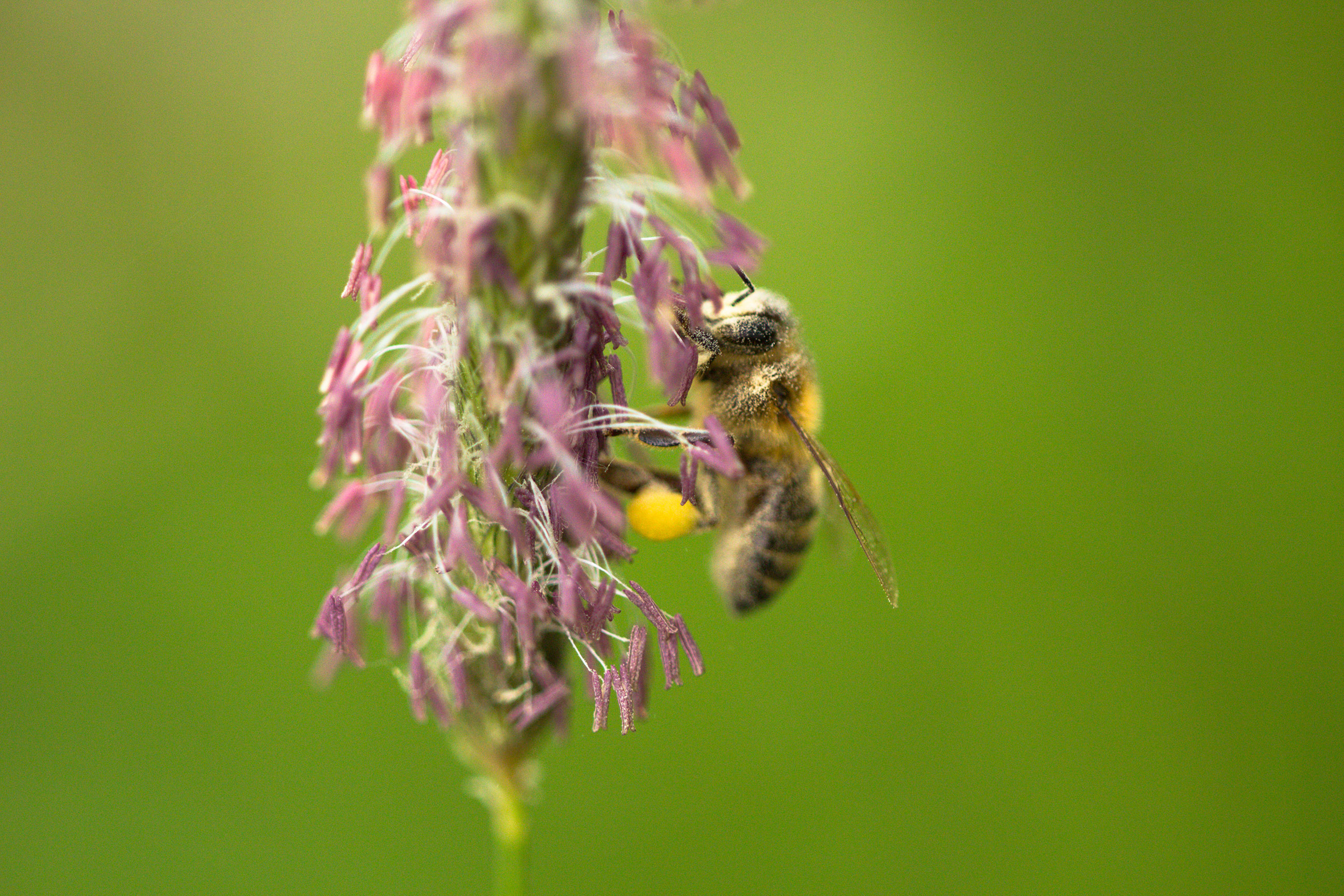 Bee on a flower, Bee, Flower, Green, HQ Photo