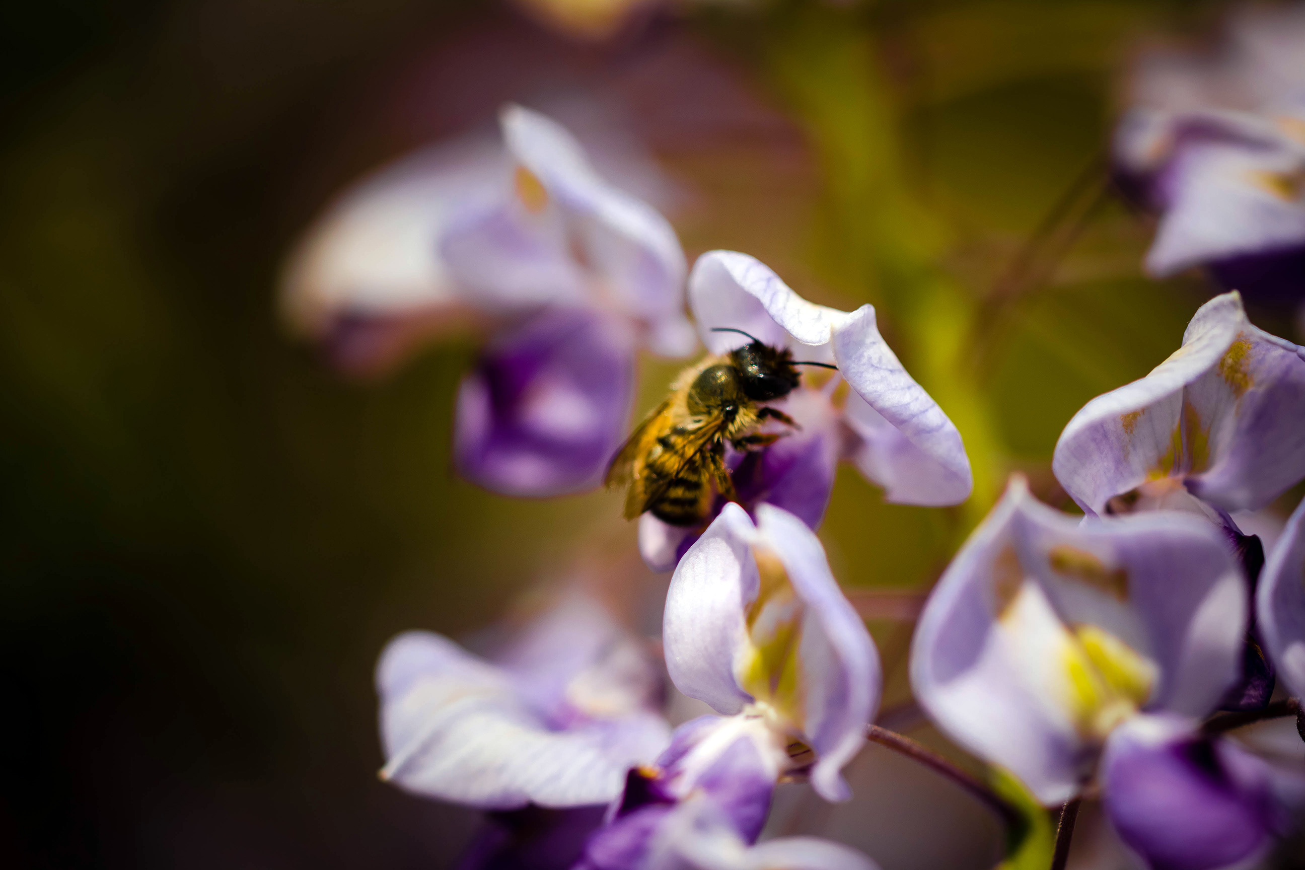 Bee on a flower, Bee, Flower, HQ Photo