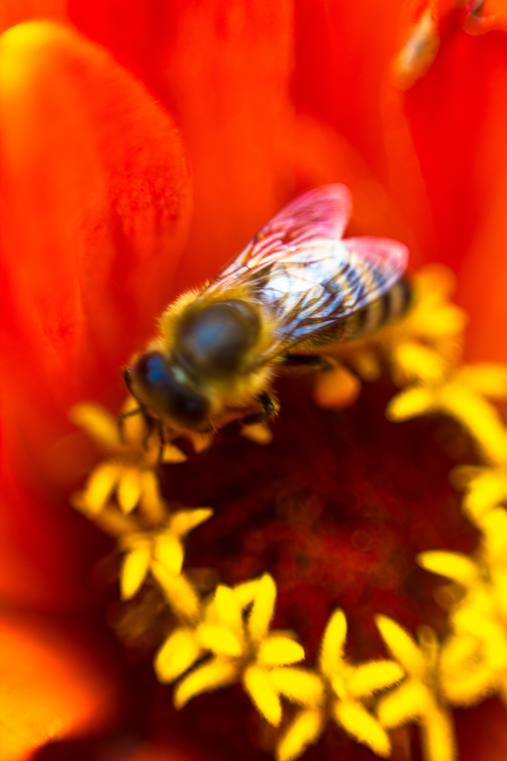 Bee on a flower photo