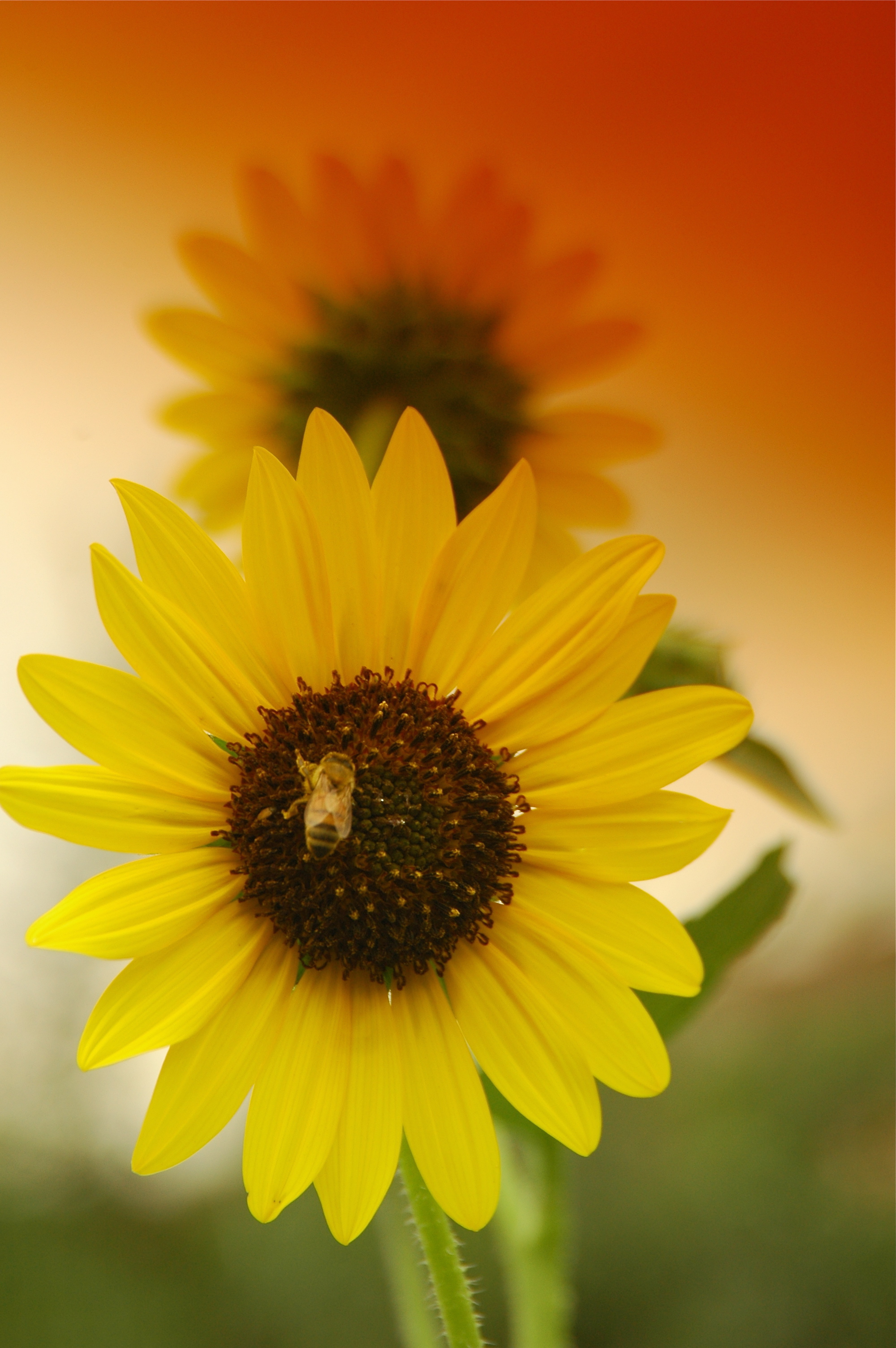 Bee on a sunflower photo