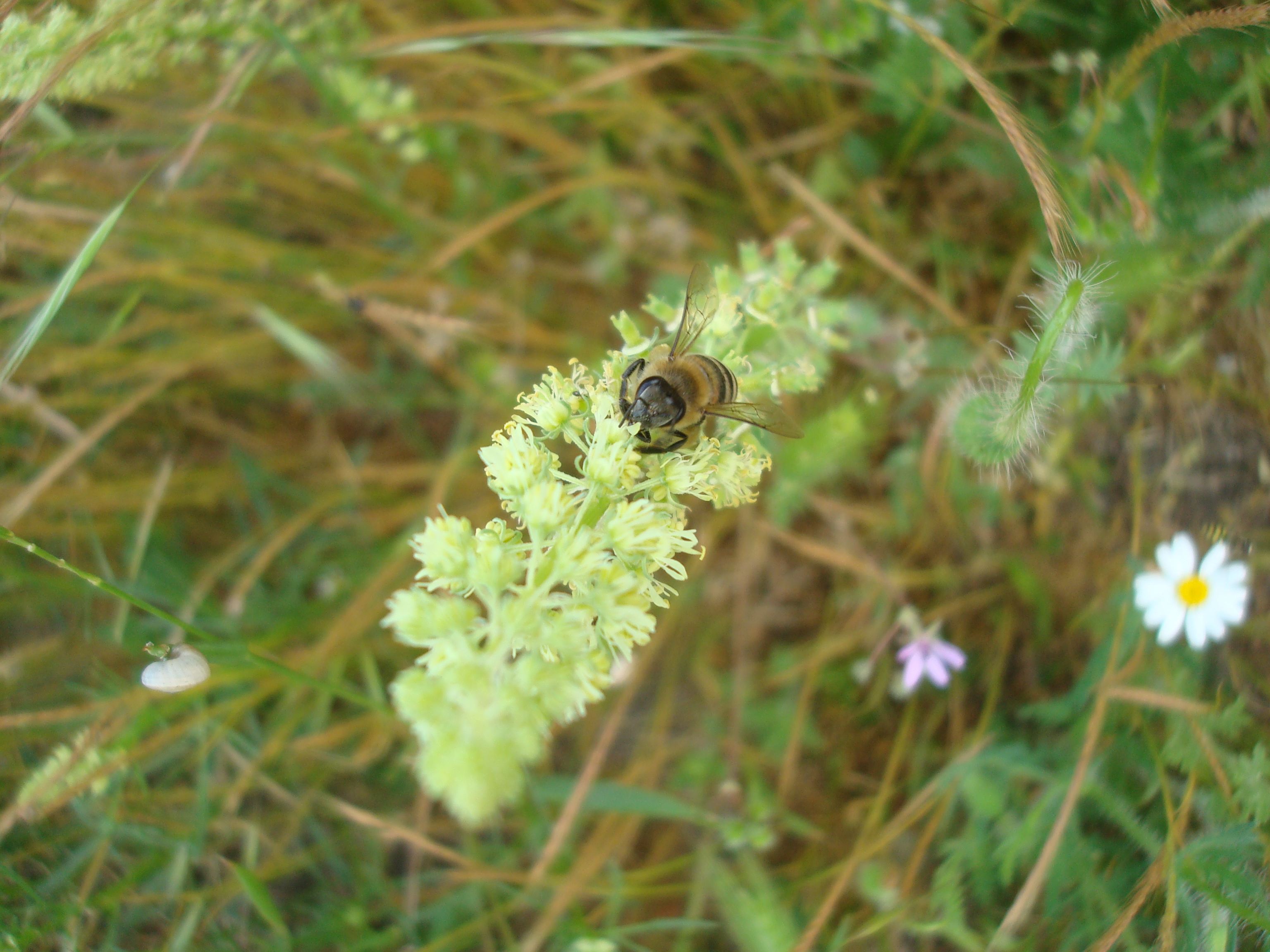 Bee on a wild flower photo