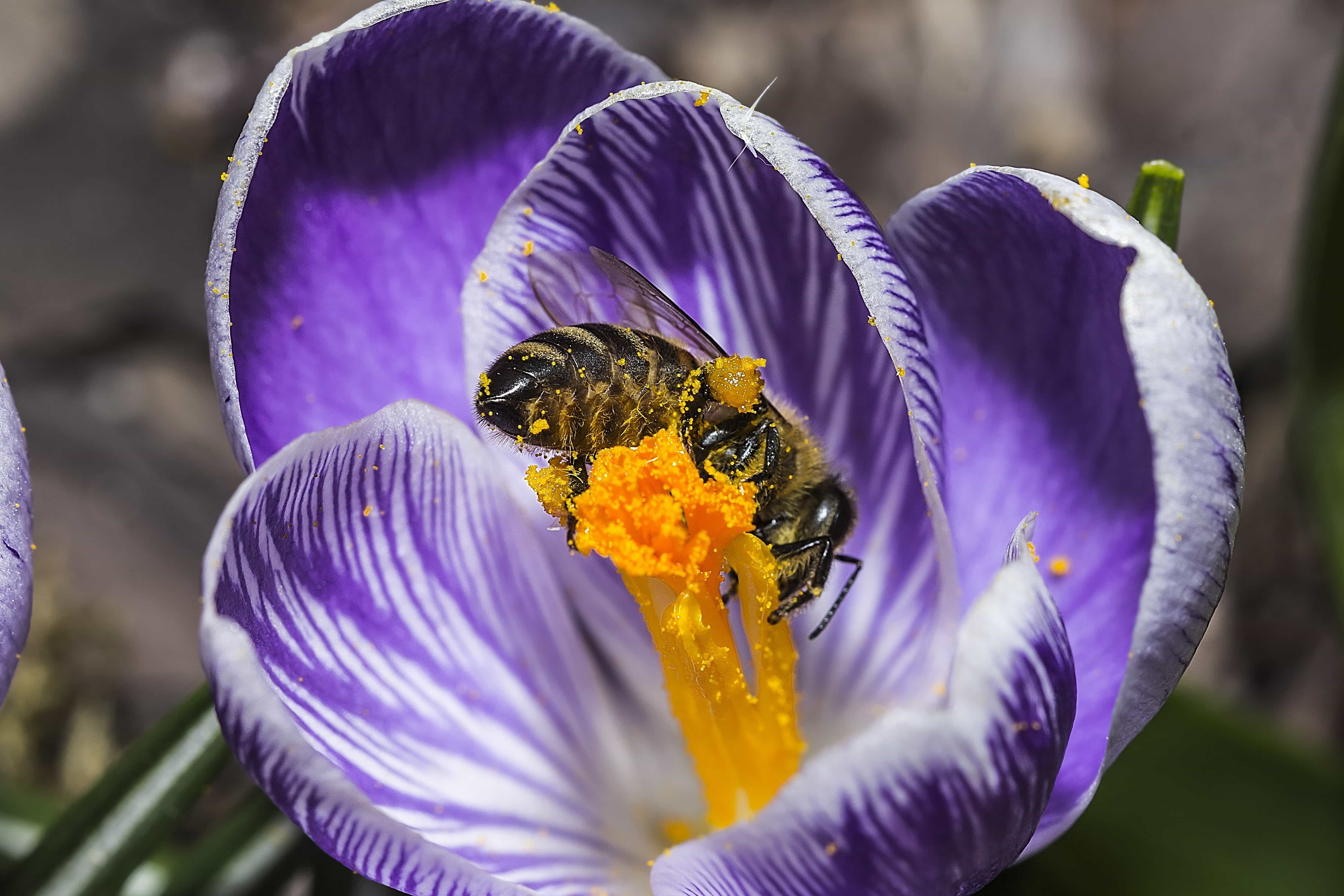 Free picture: insect, bee, nectar, pollen, nature, flower, saffron ...