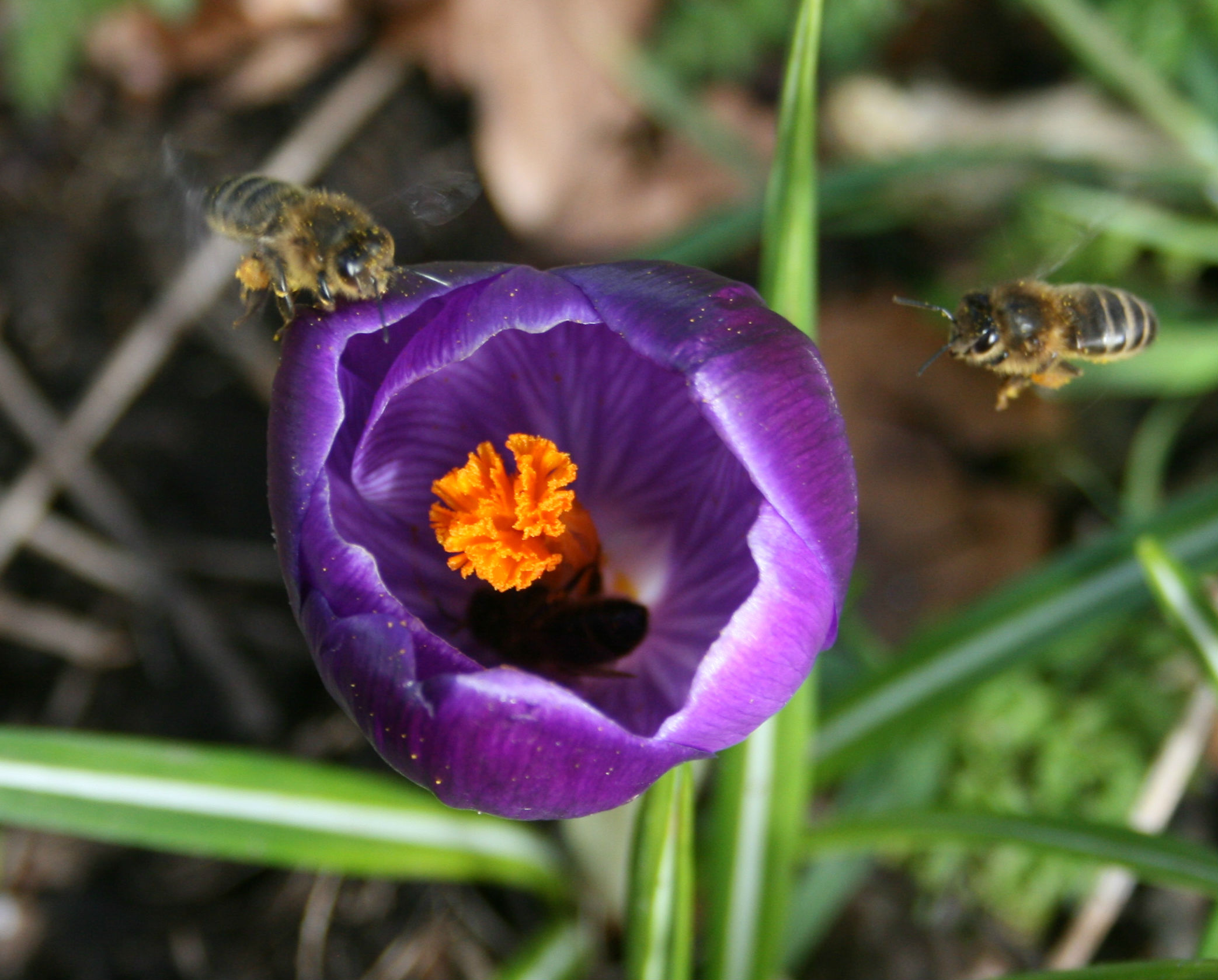 Bees in the Crocuses | Beespoke Info