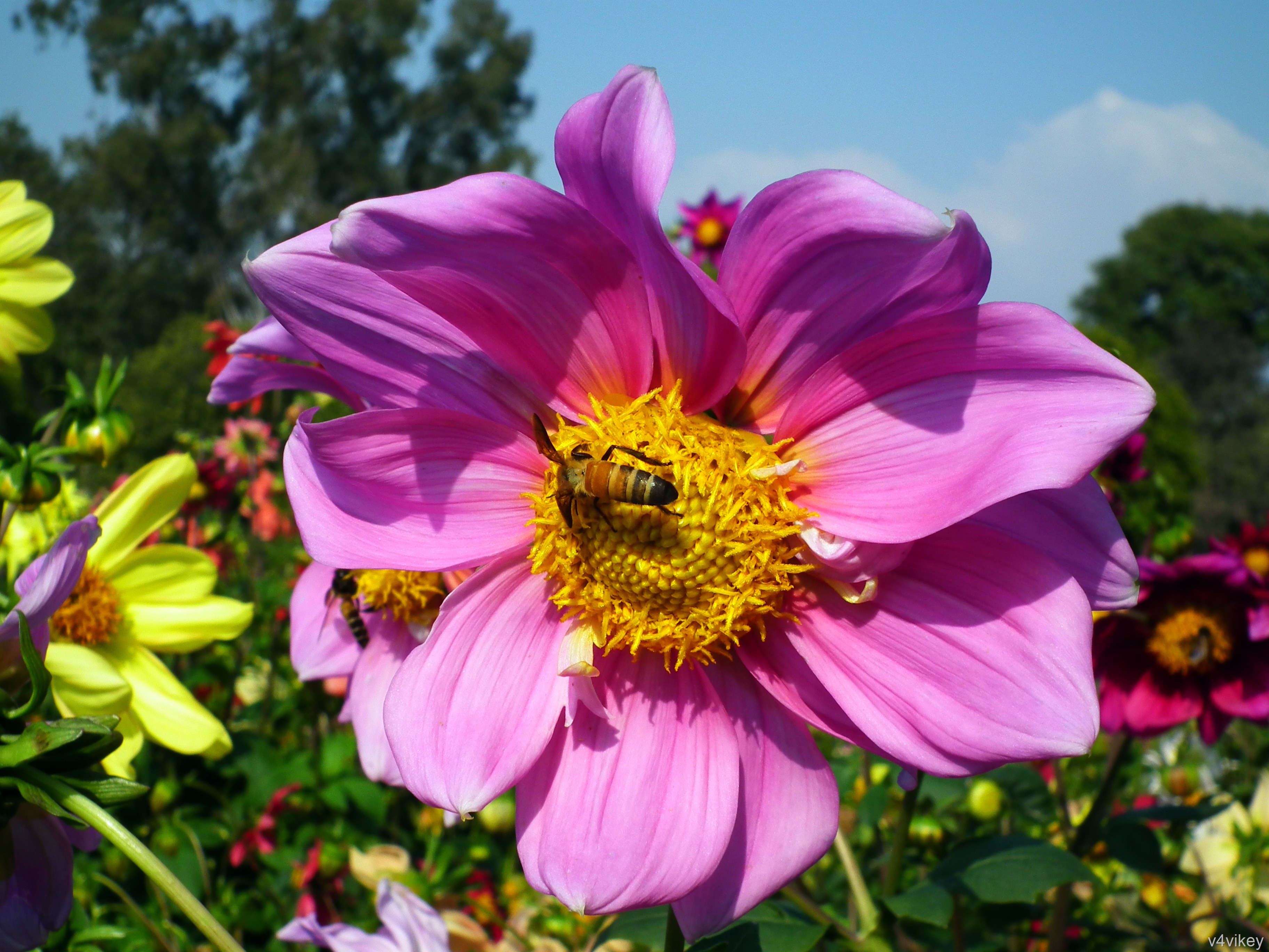 Pink Dahlia With Honey Bee « Wallpaper Tadka