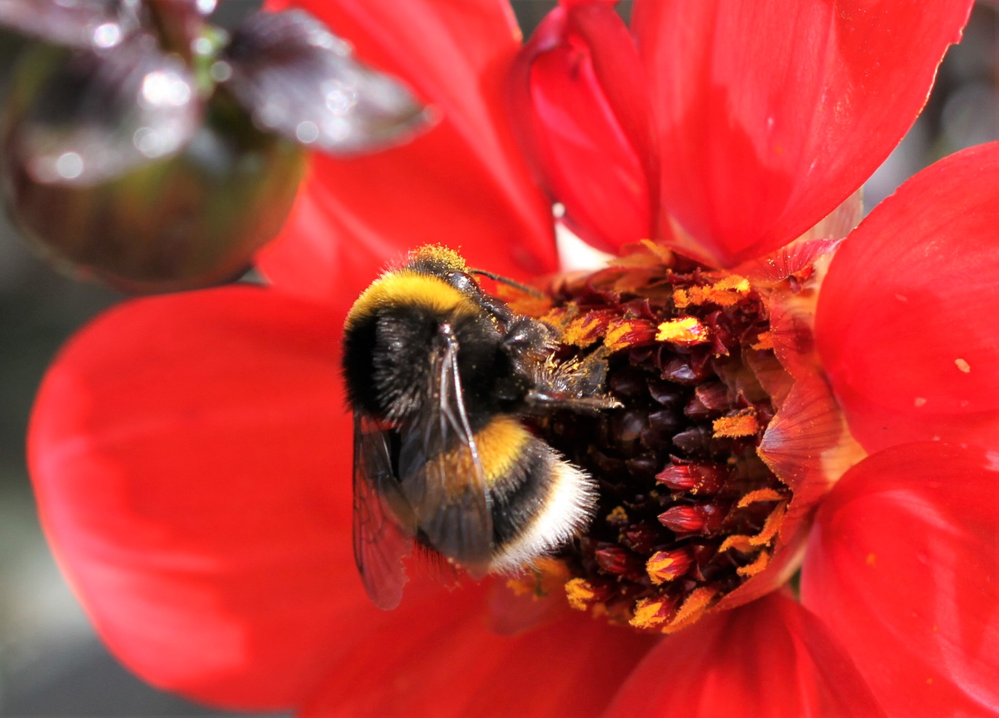 Plants for Bees in Late Summer and Autumn – Absent Gardener