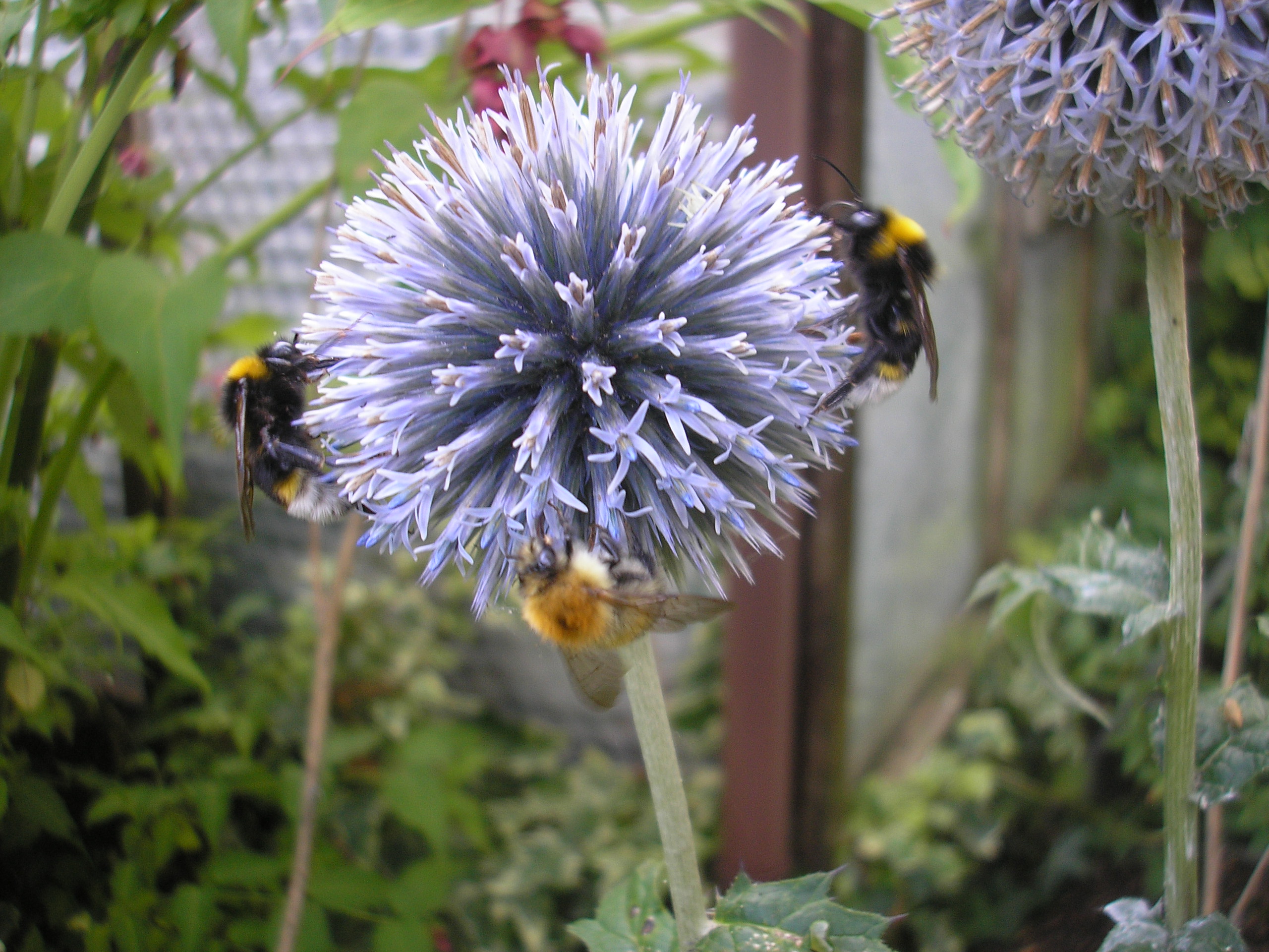 Bees on Echinops | Lead up the Garden Path