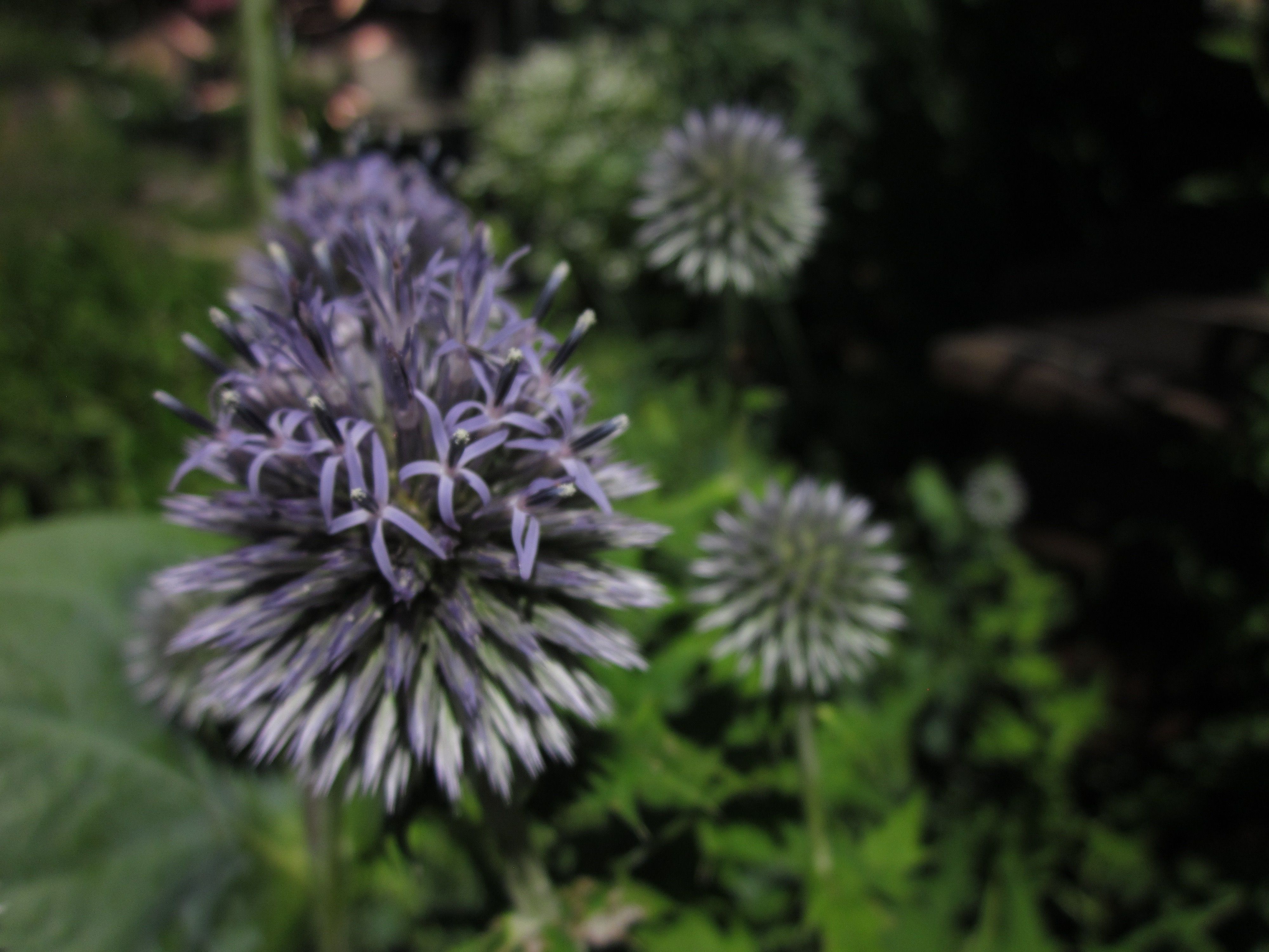 Attract bees and butterflies with Globe thistle or Echinops, which ...