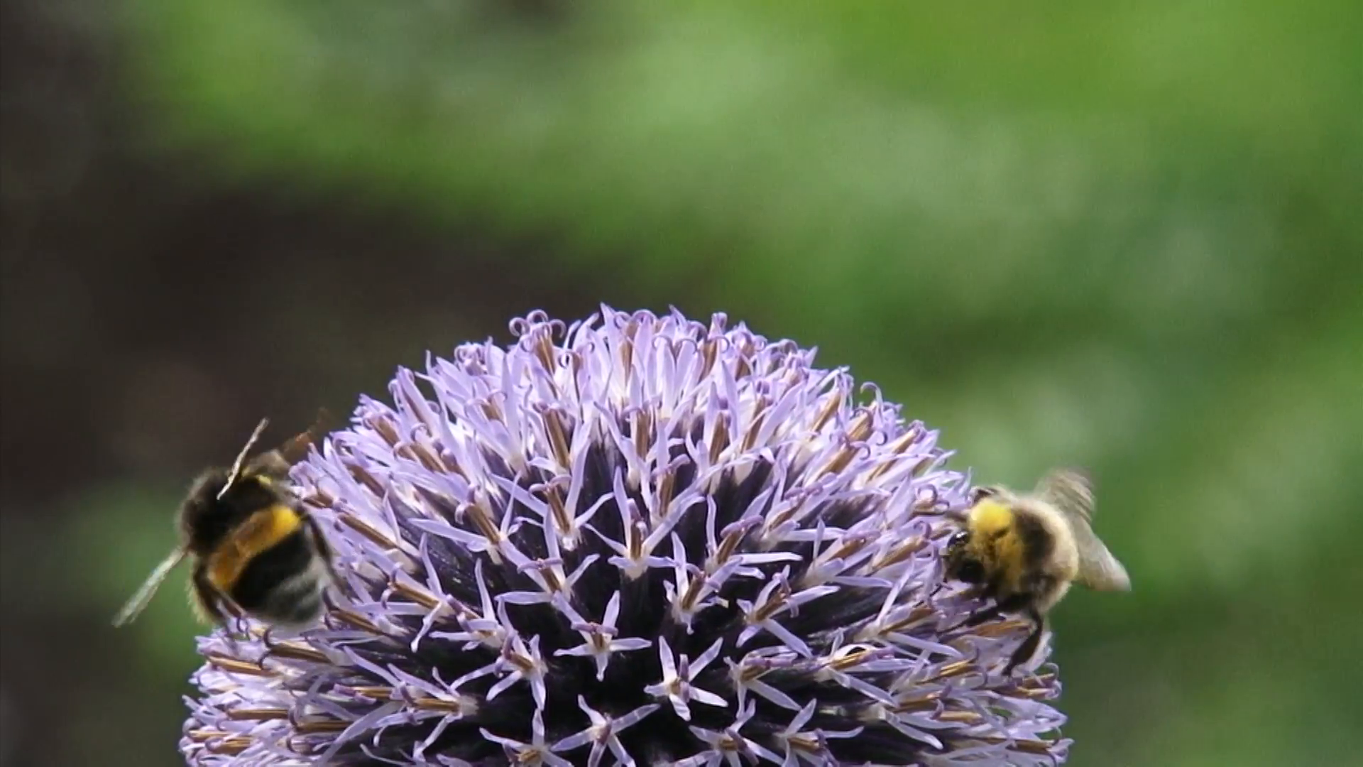 Bee feeds on nectar Globe Thistle (echinops ritro) - extreme close ...