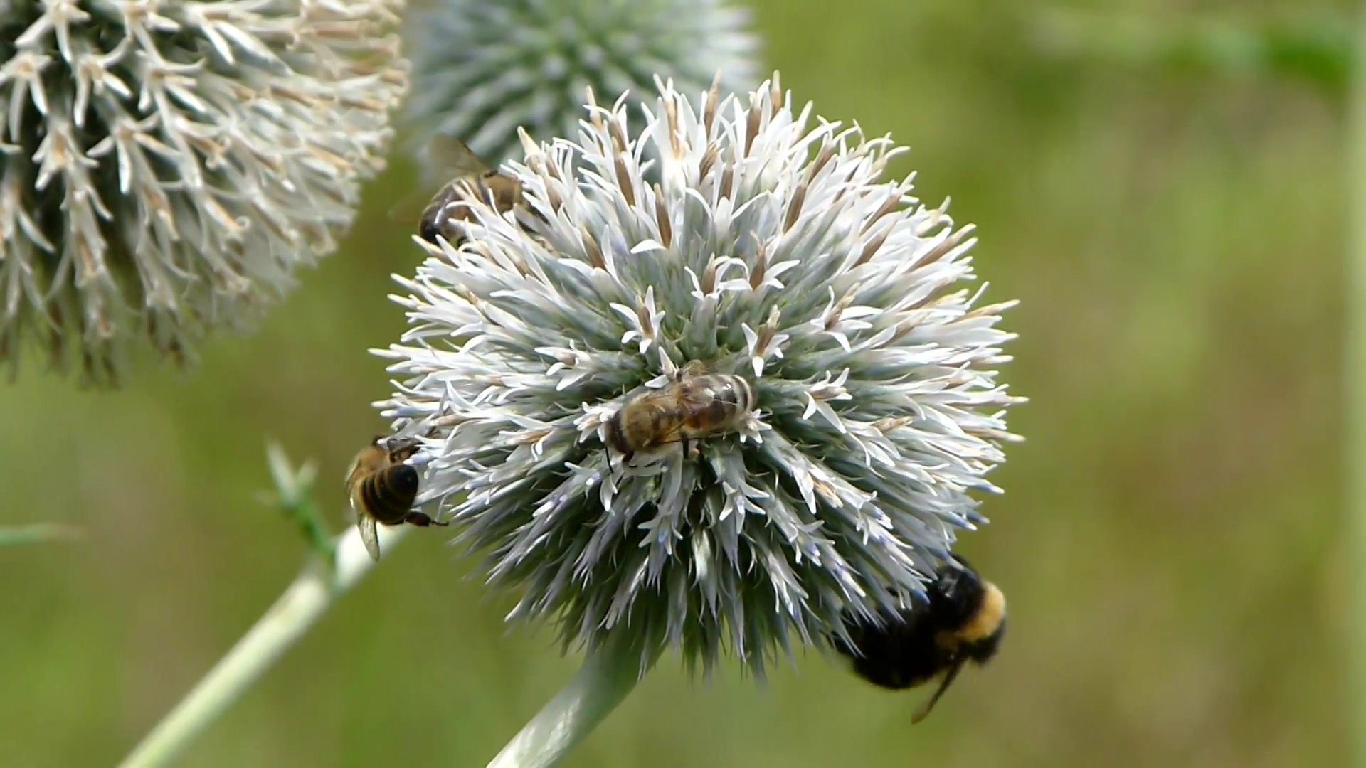 Honey bees and bumblebee collecting nectar form echinops (Globe ...