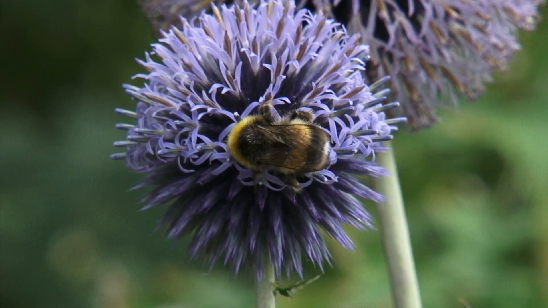 Bumblebee feeds on nectar Globe Thistle (echinops ritro) - close up ...