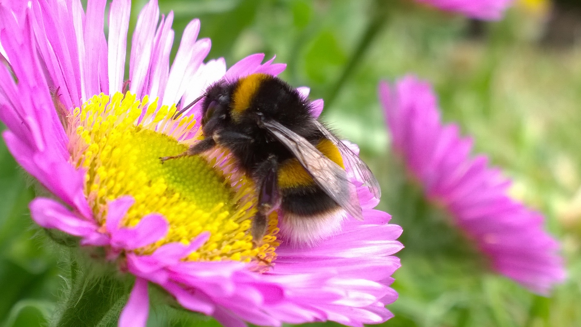 Bumble Bee On Flower Free Stock Photo - Public Domain Pictures