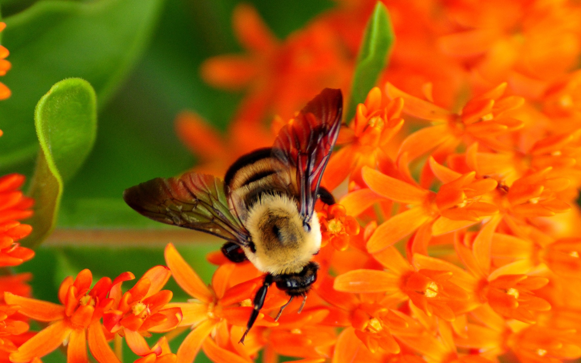Images of bumble bees | Bumble Bee on Flowers - Wallpaper #33987 ...