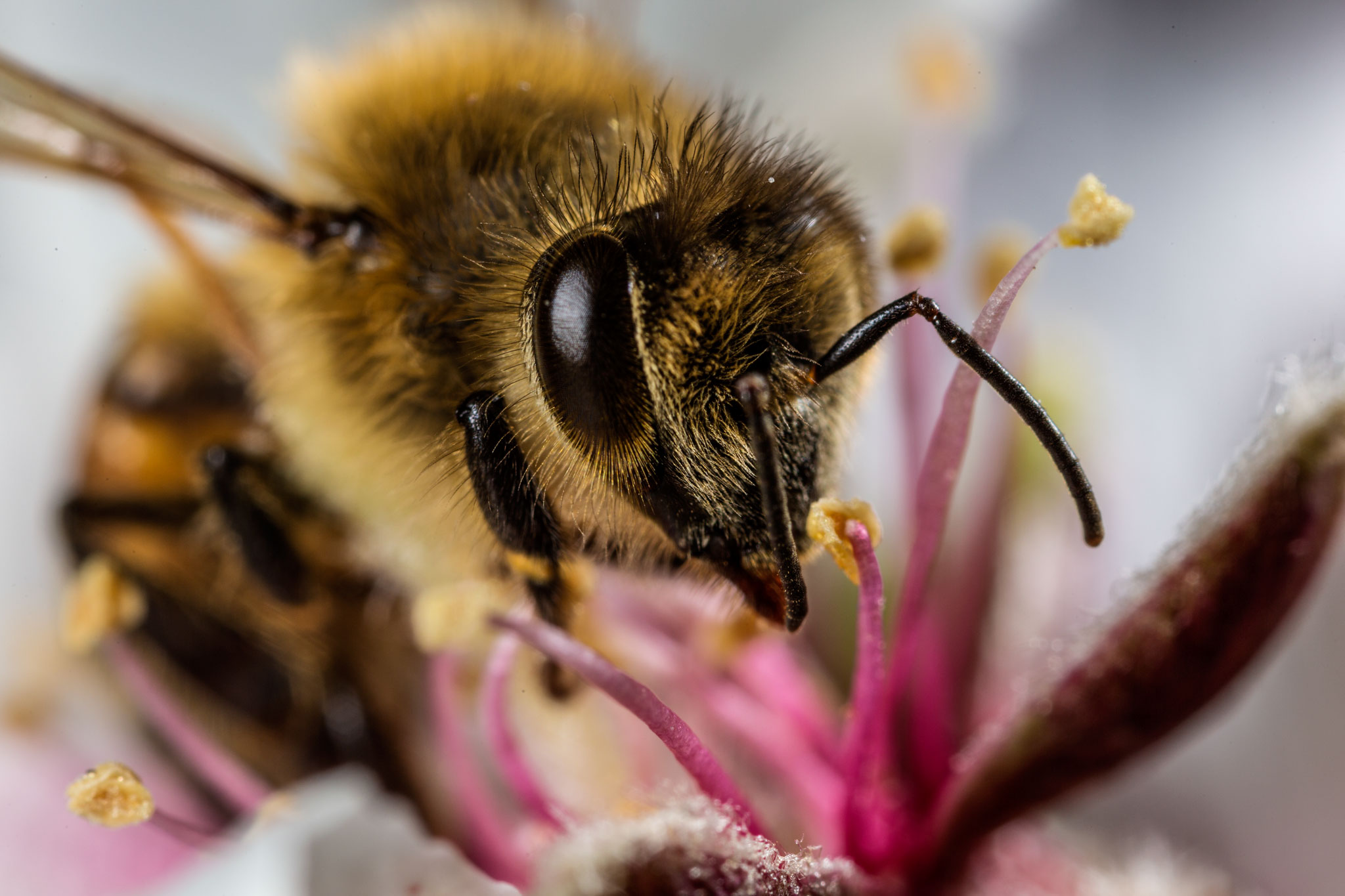 Лесная пчела фото крупным планом