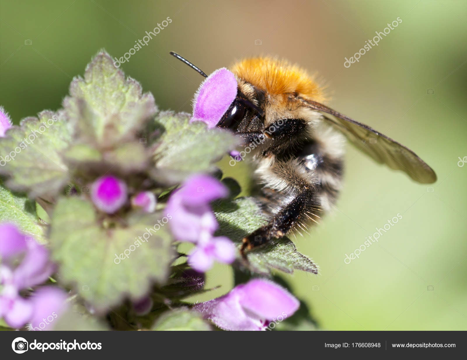Bumble bee on flower — Stock Photo © marenka1 #176608948