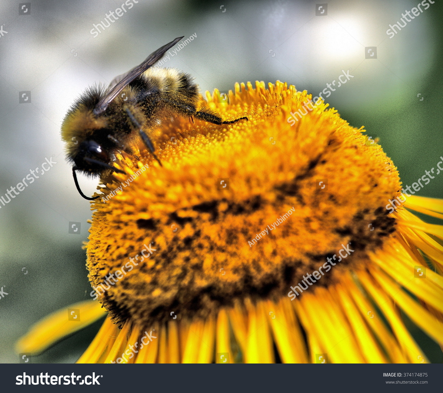 Bee On Flower Stock Photo (Royalty Free) 374174875 - Shutterstock