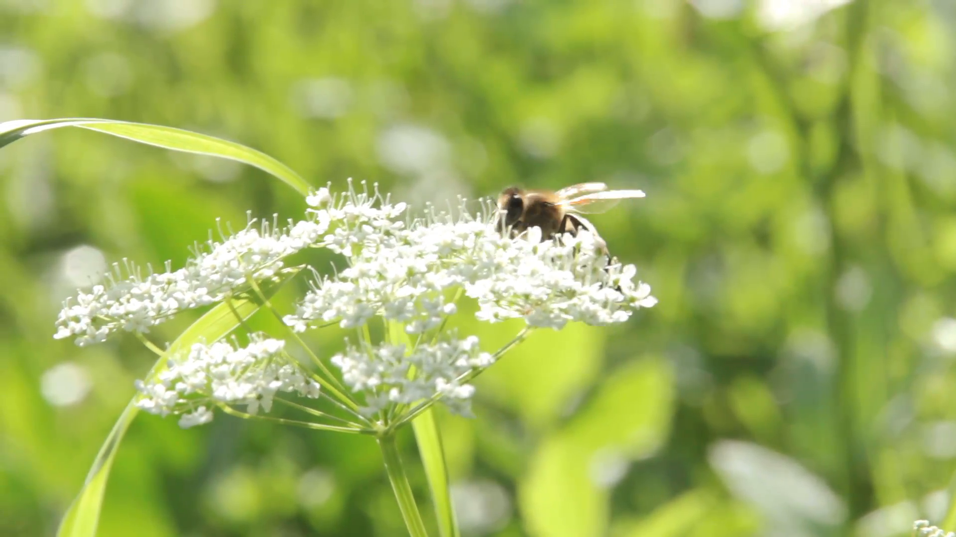 Honey bee on flower macro Stock Video Footage - Videoblocks