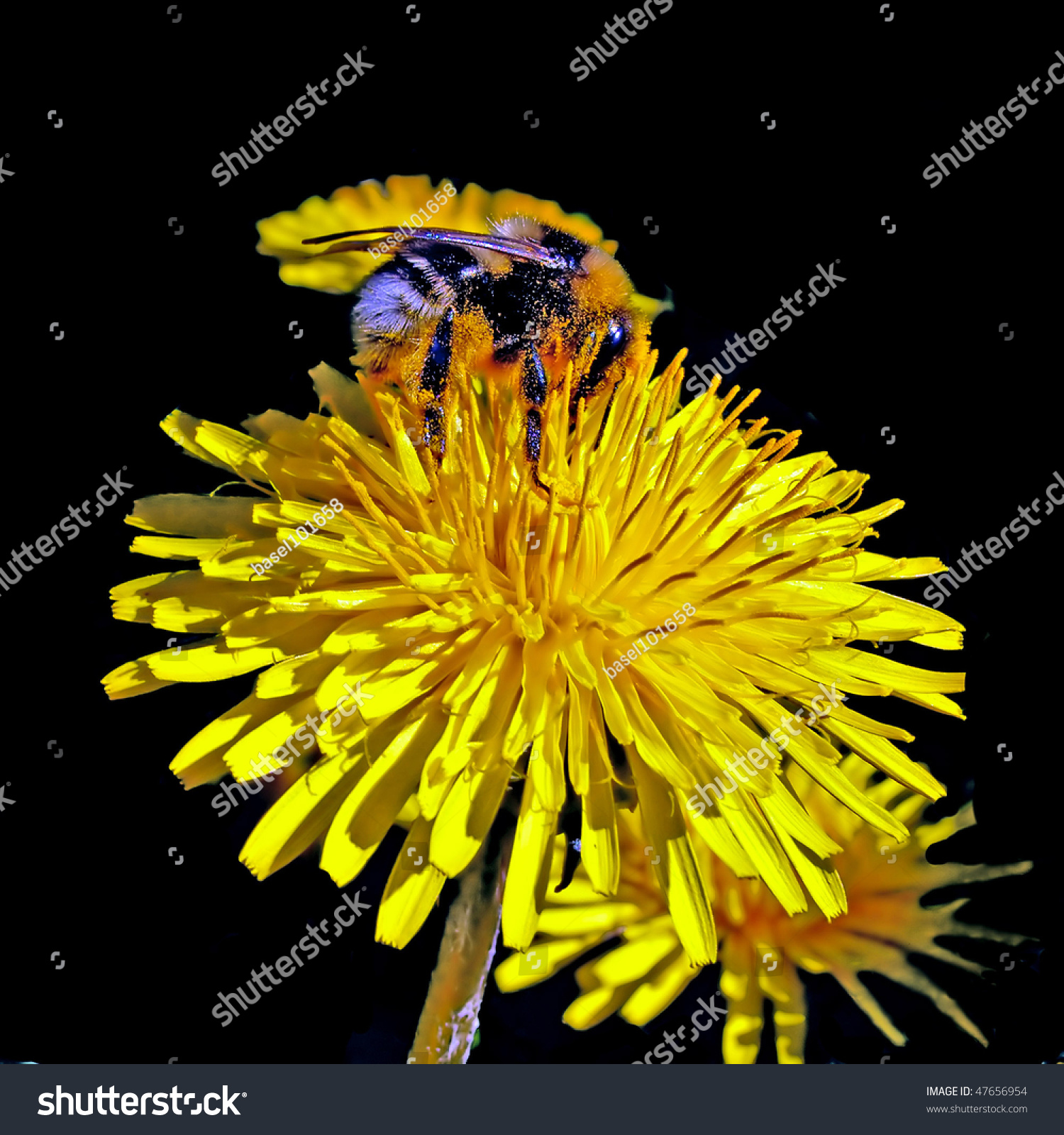 Bee On Flower Stock Photo (Royalty Free) 47656954 - Shutterstock