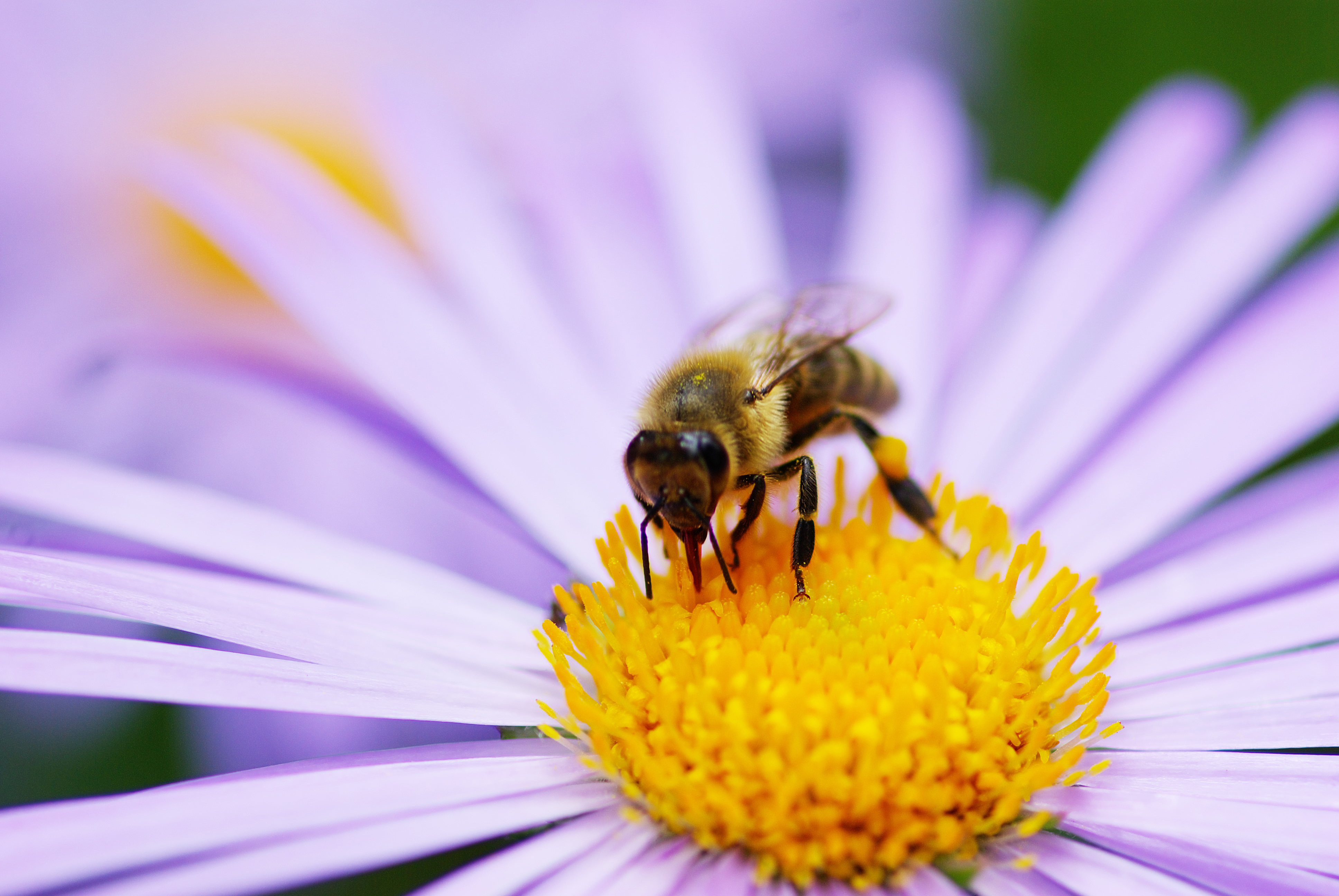 Bee insect bees flower flowers wallpaper | 3872x2592 | 427298 ...