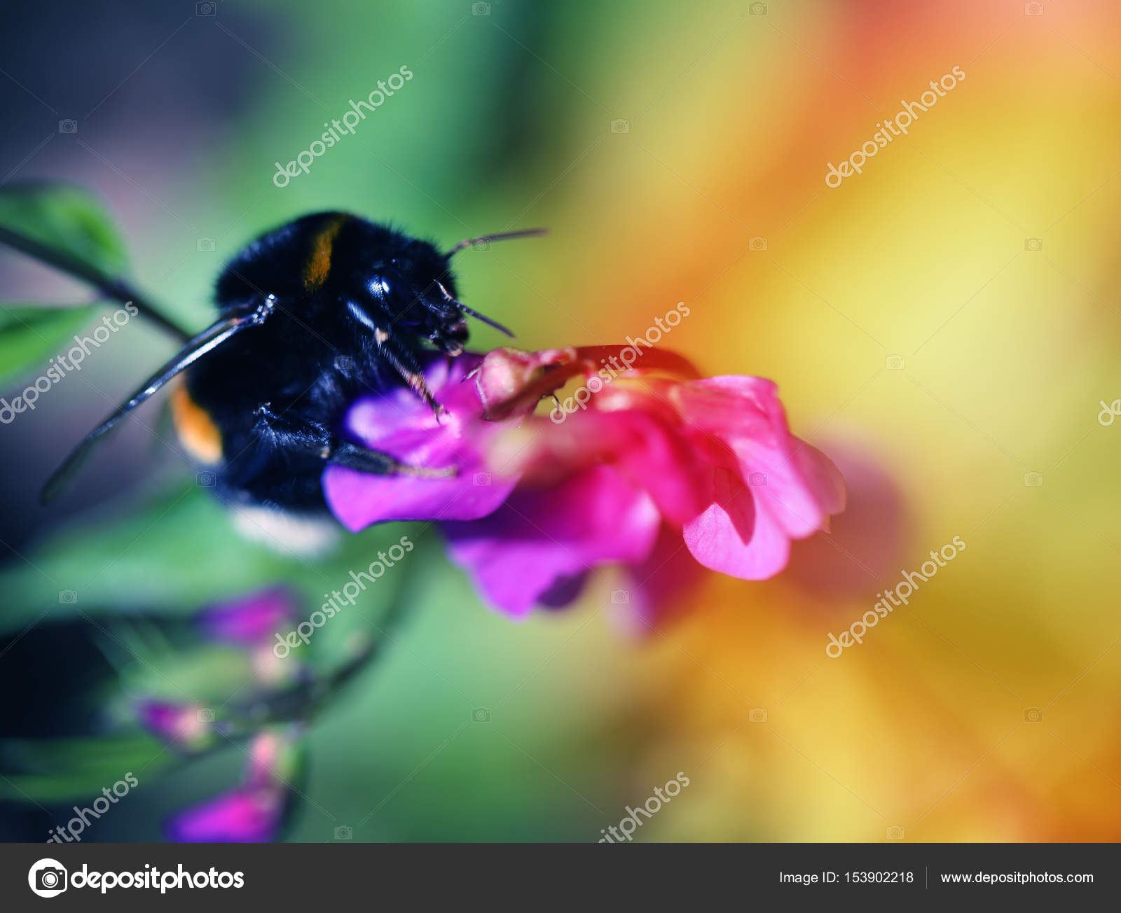 bee on flower — Stock Photo © kostin77 #153902218