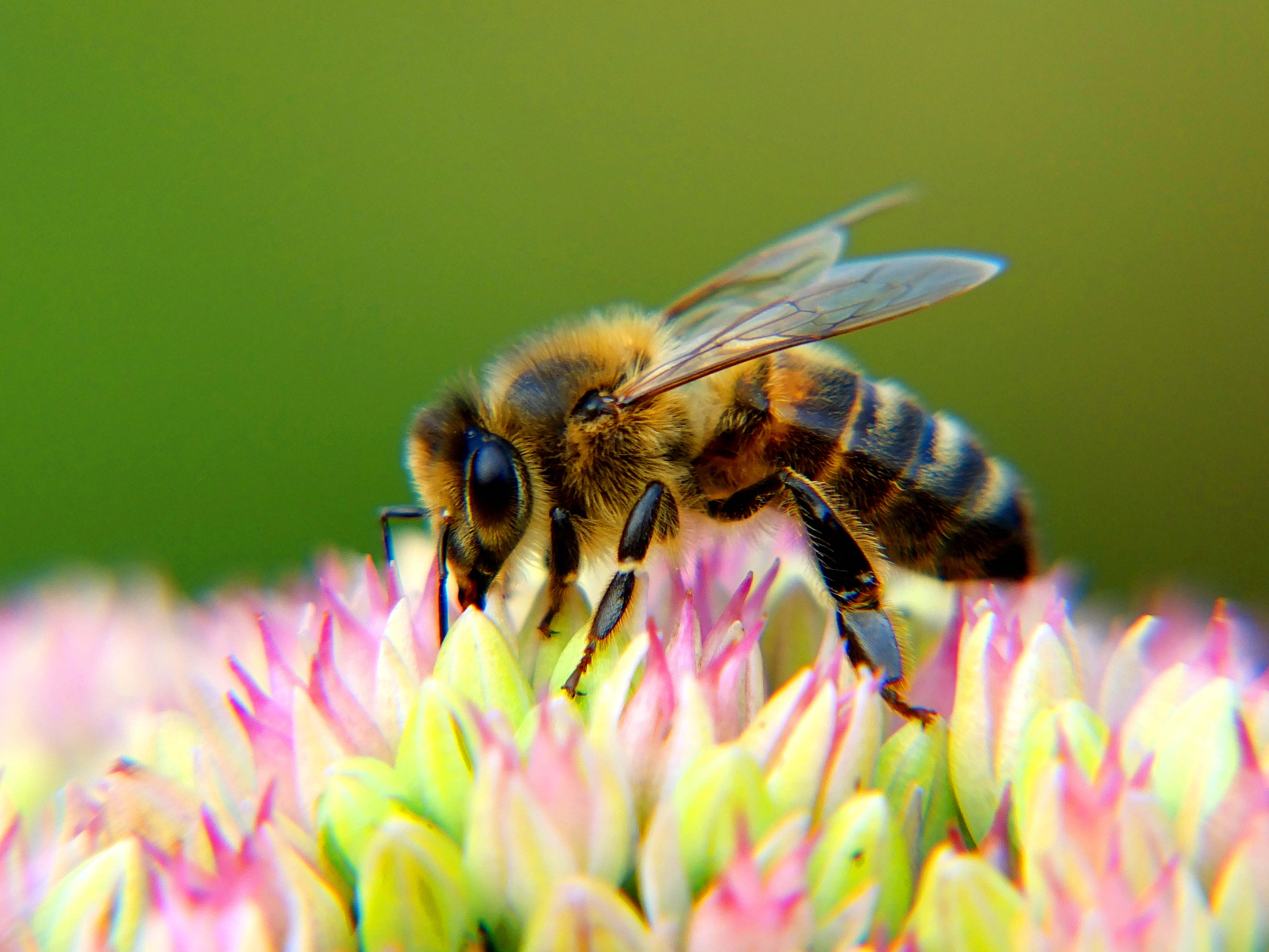 Tips for a Bee Friendly Garden - Official Blog of Park Seed