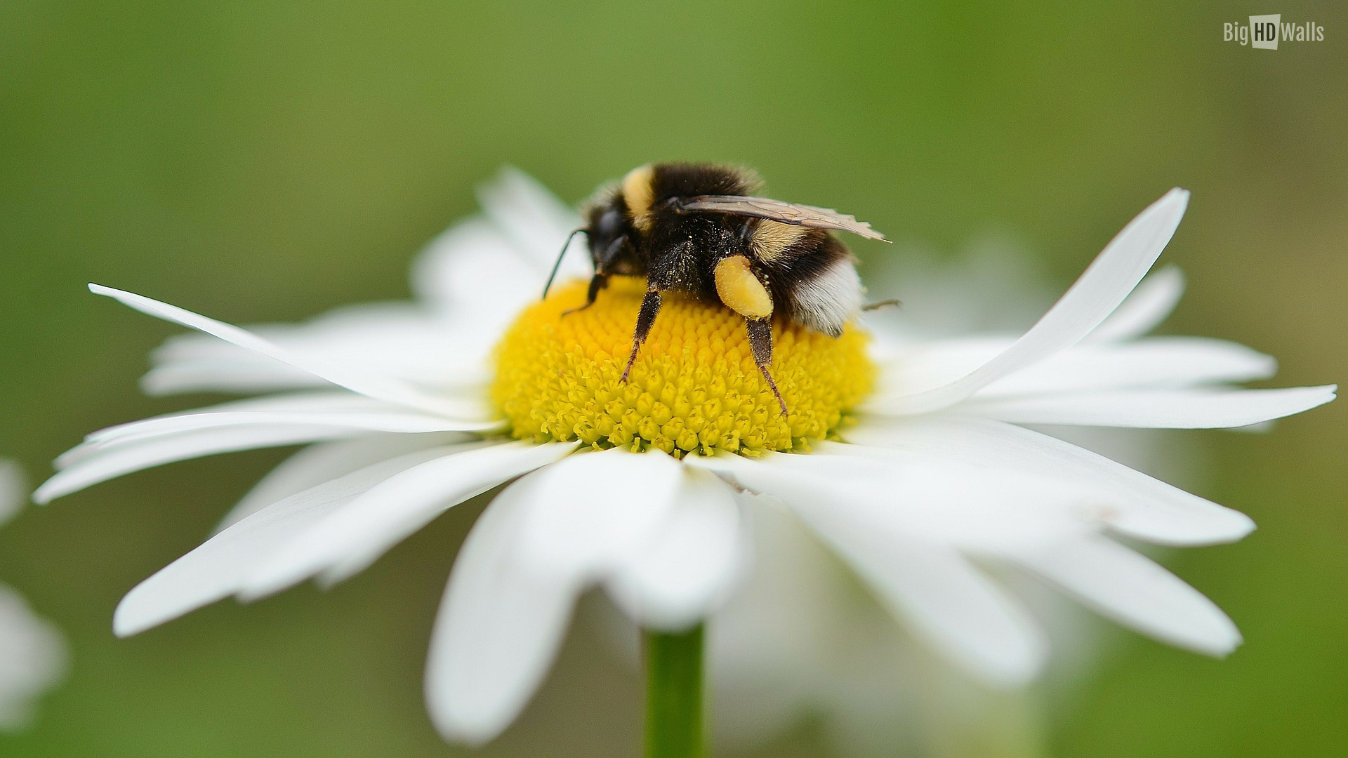 Bee on a flower Closeup HD Wall | BigHDWalls