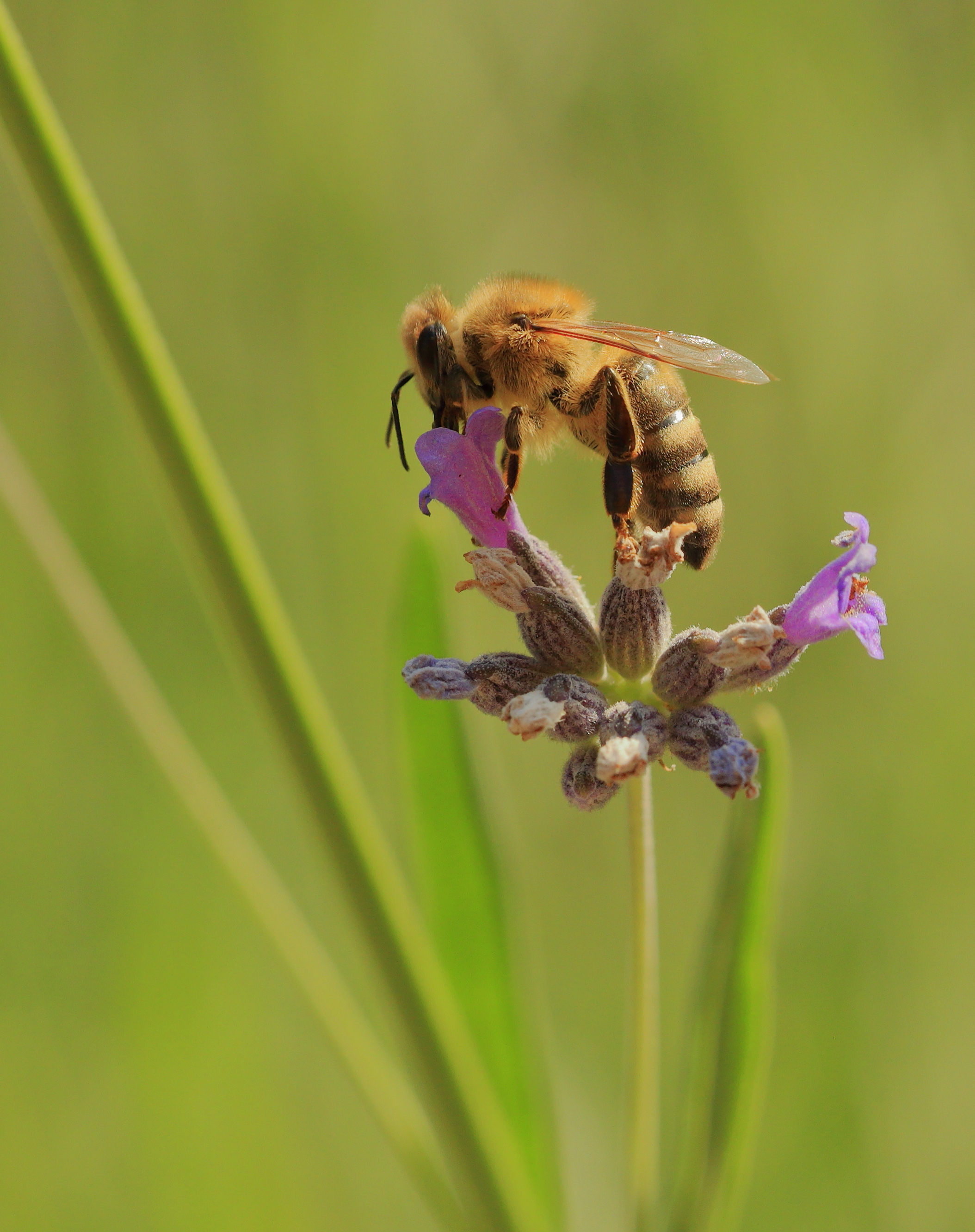 File:Bee on Lavender Blossom 2.jpg - Wikimedia Commons