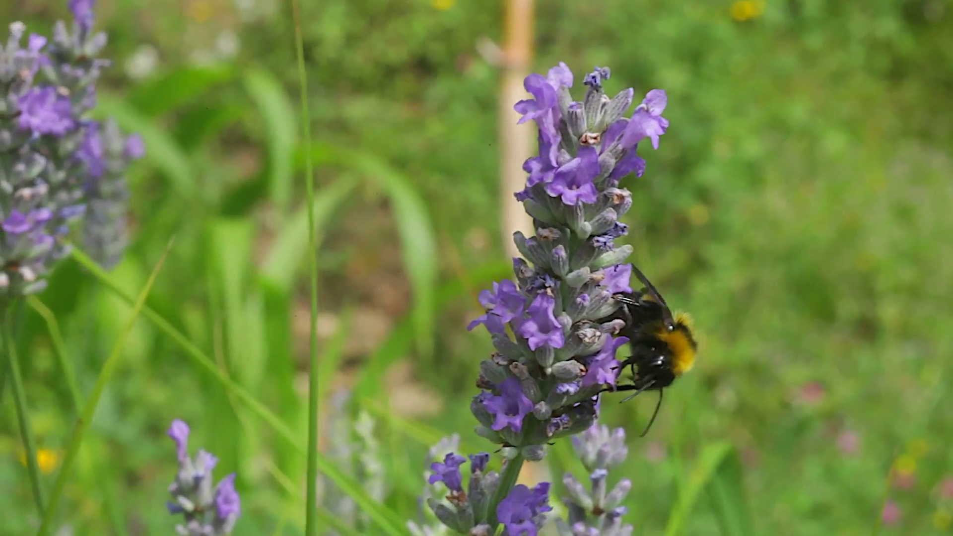 View of Bee on lavender flower Stock Video Footage - Videoblocks