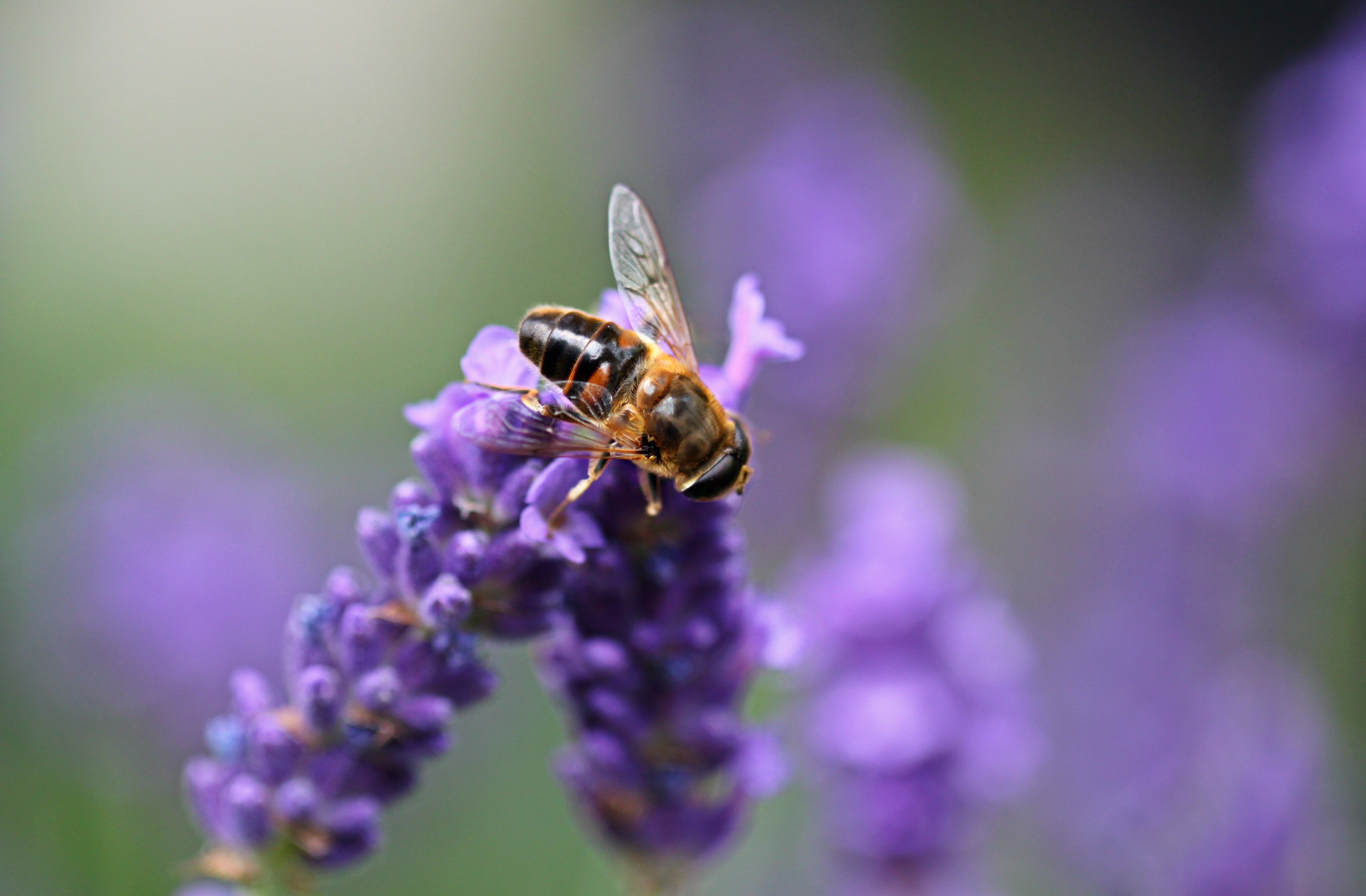 Bee on Purple Lavender · Free Stock Photo