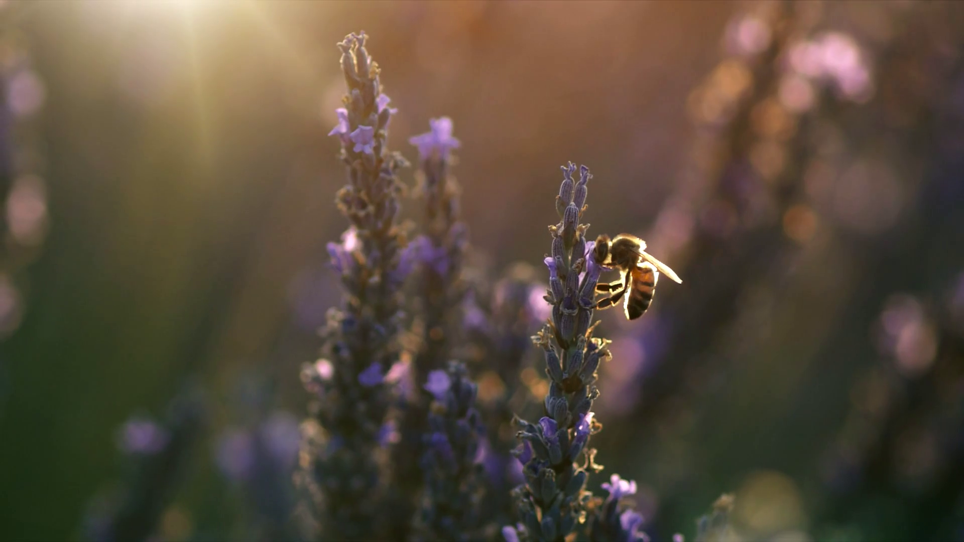 Bee on lavender flower. Slow motion Stock Video Footage - VideoBlocks