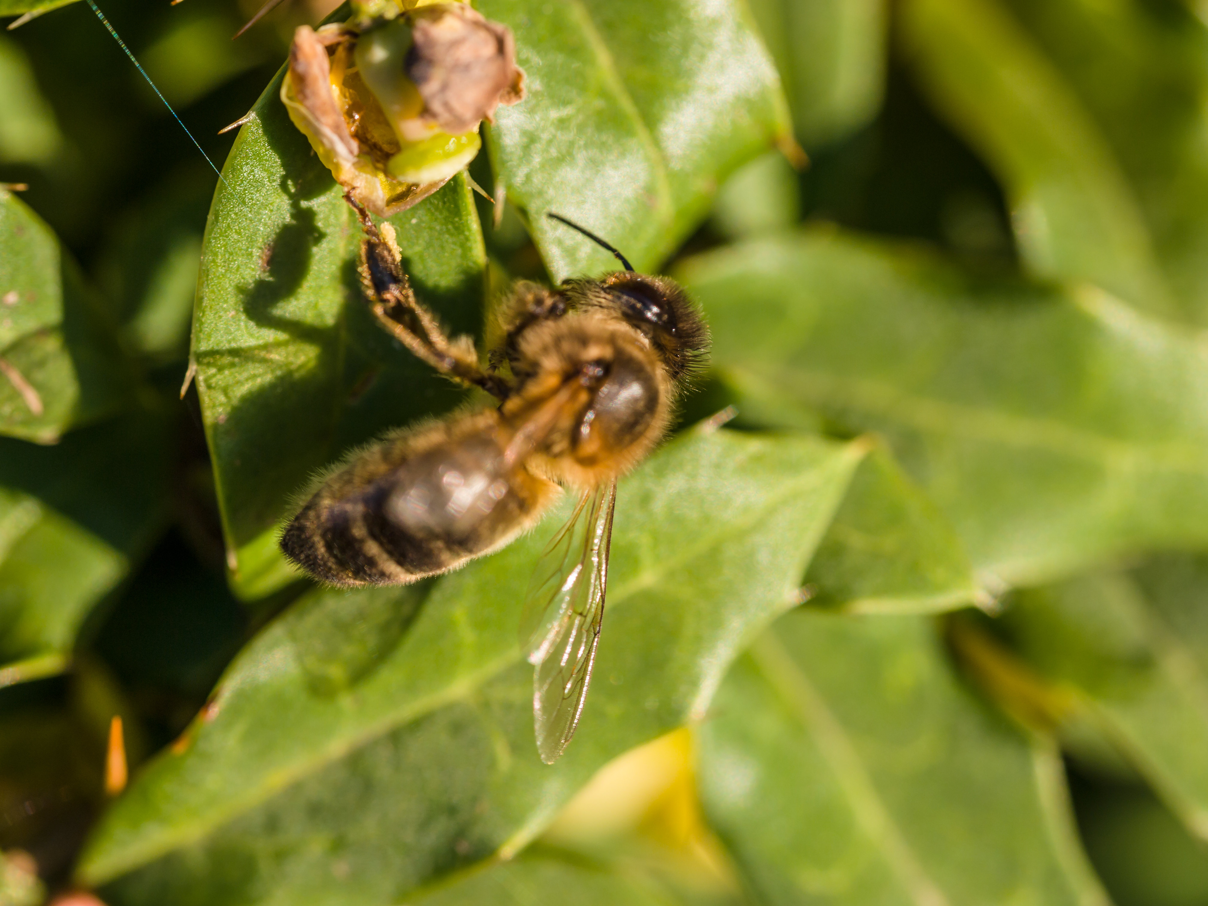 File:Bee on leaf (9055888571).jpg - Wikimedia Commons