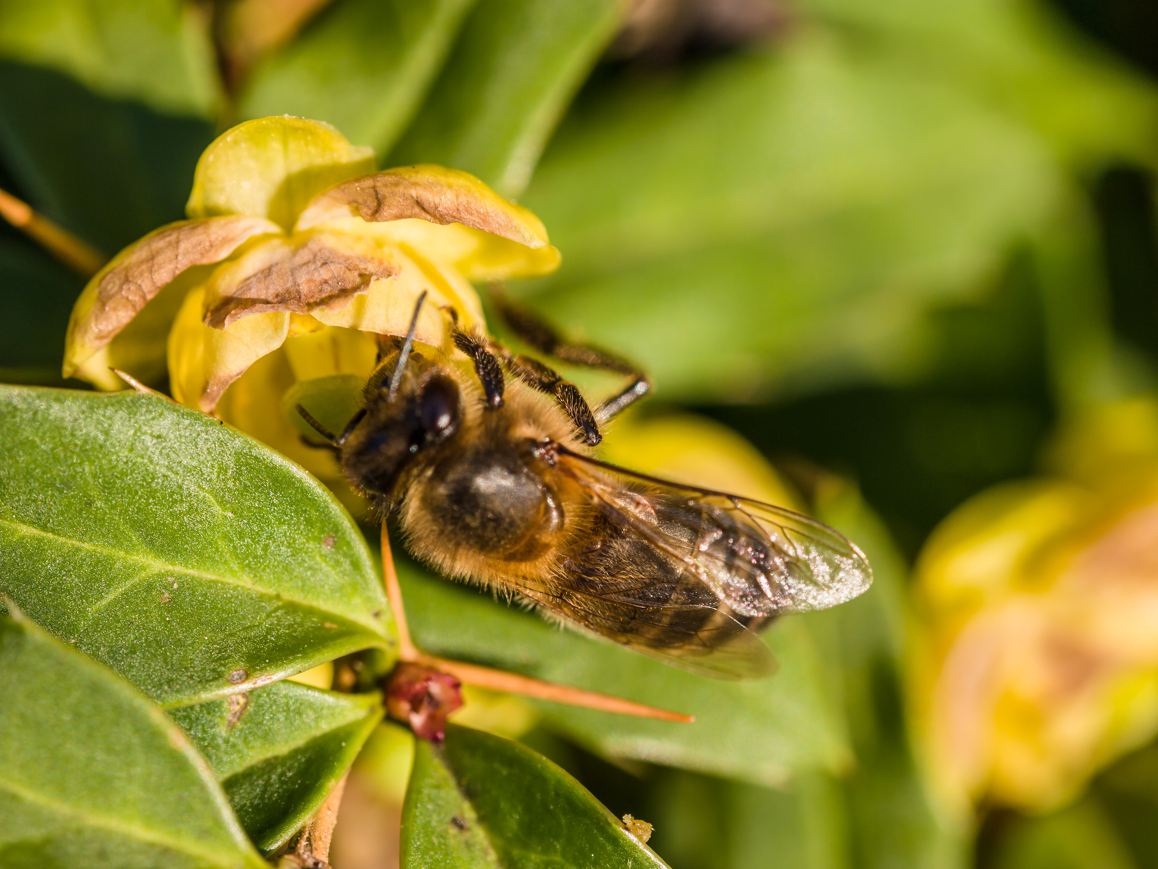 File:Bee on leaf (9058123314).jpg - Wikimedia Commons