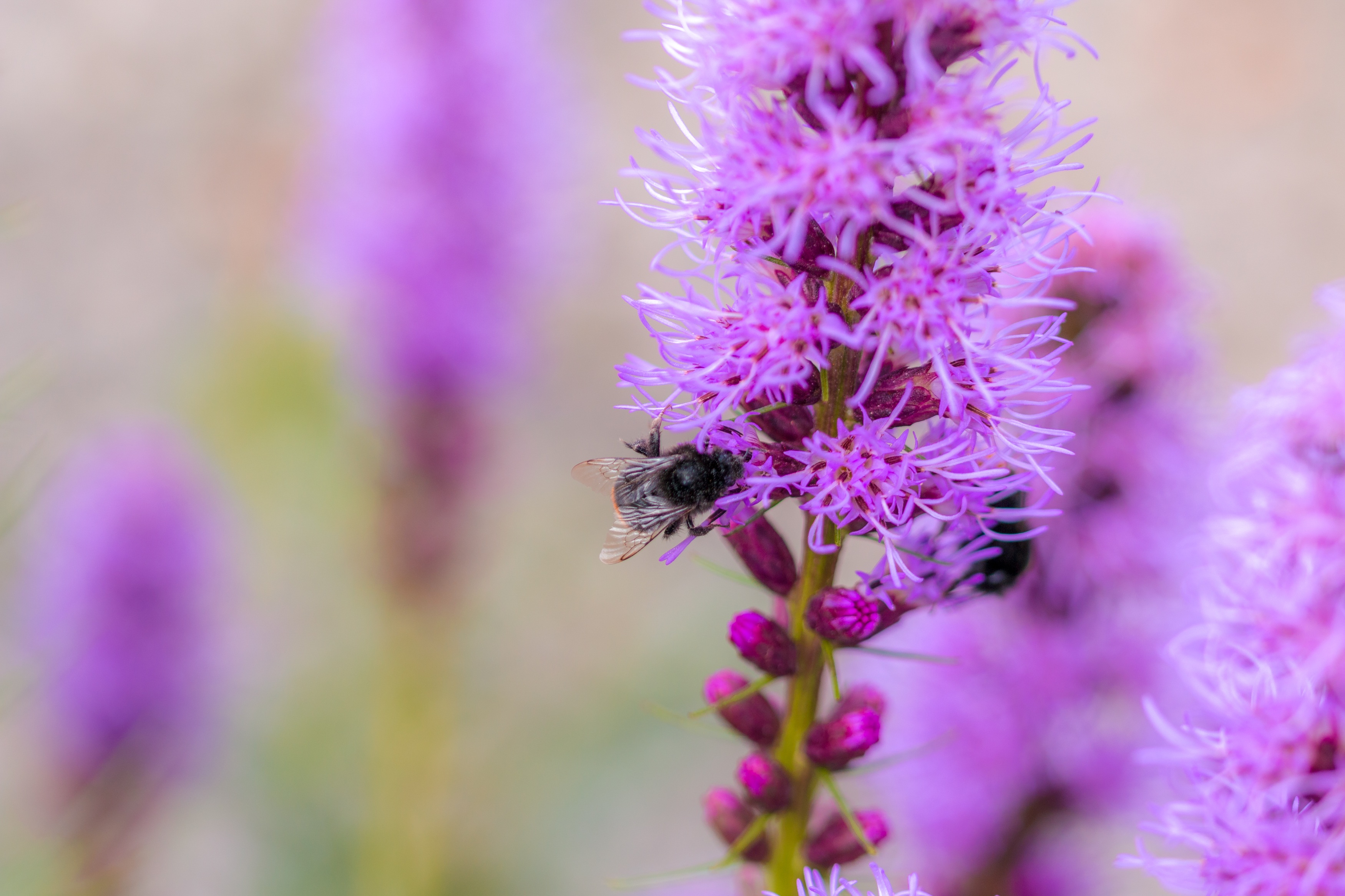 Bee on liatris spicata photo