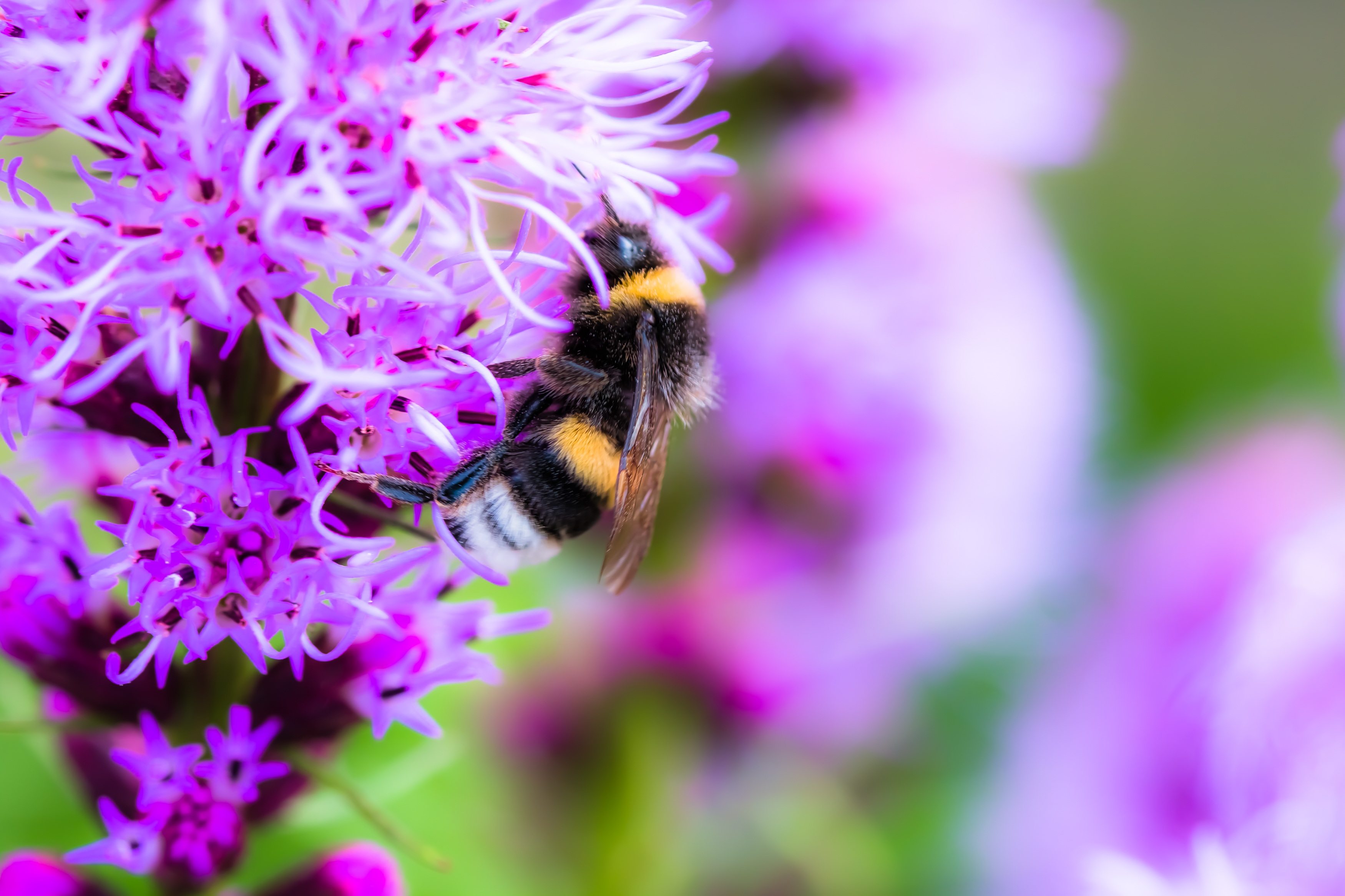 Bee on liatris spicata photo