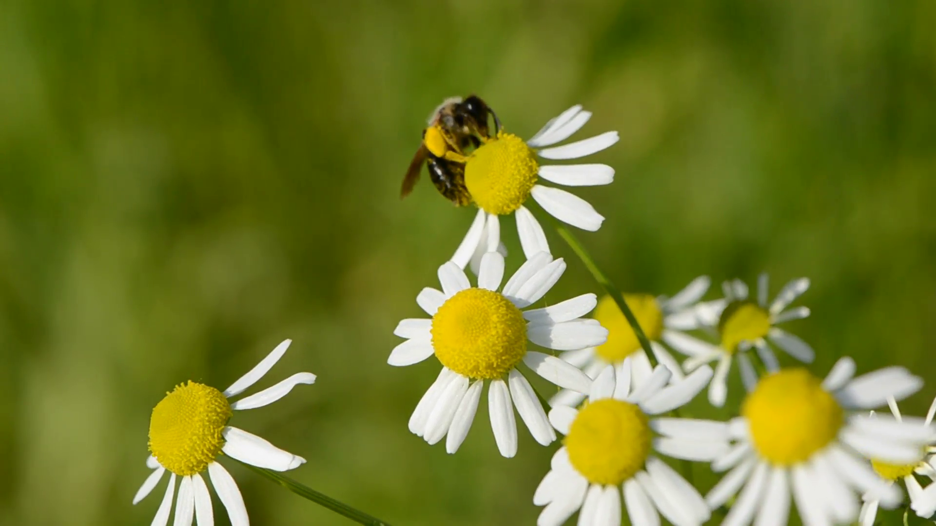 marguerite flowers in wind and bee Stock Video Footage - VideoBlocks