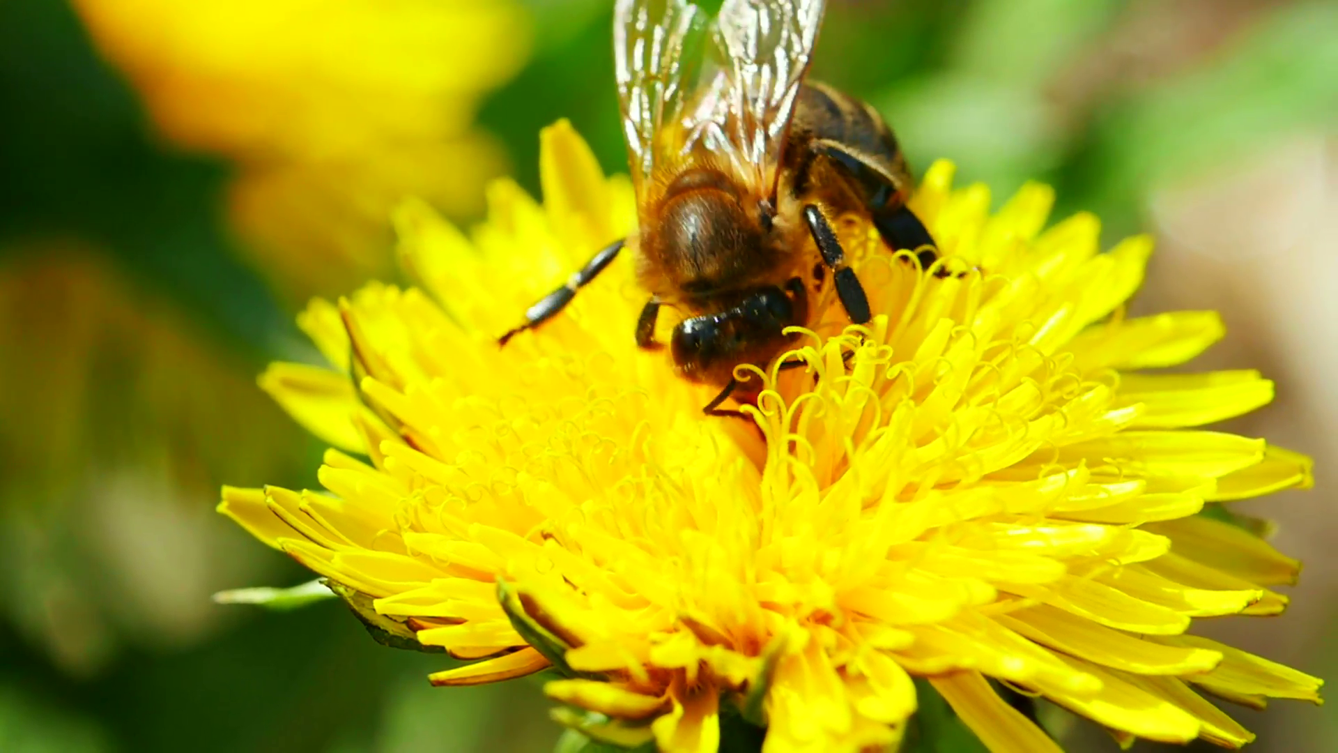 Bee on dandelion. Close-up. Macro. Stock Video Footage - Videoblocks