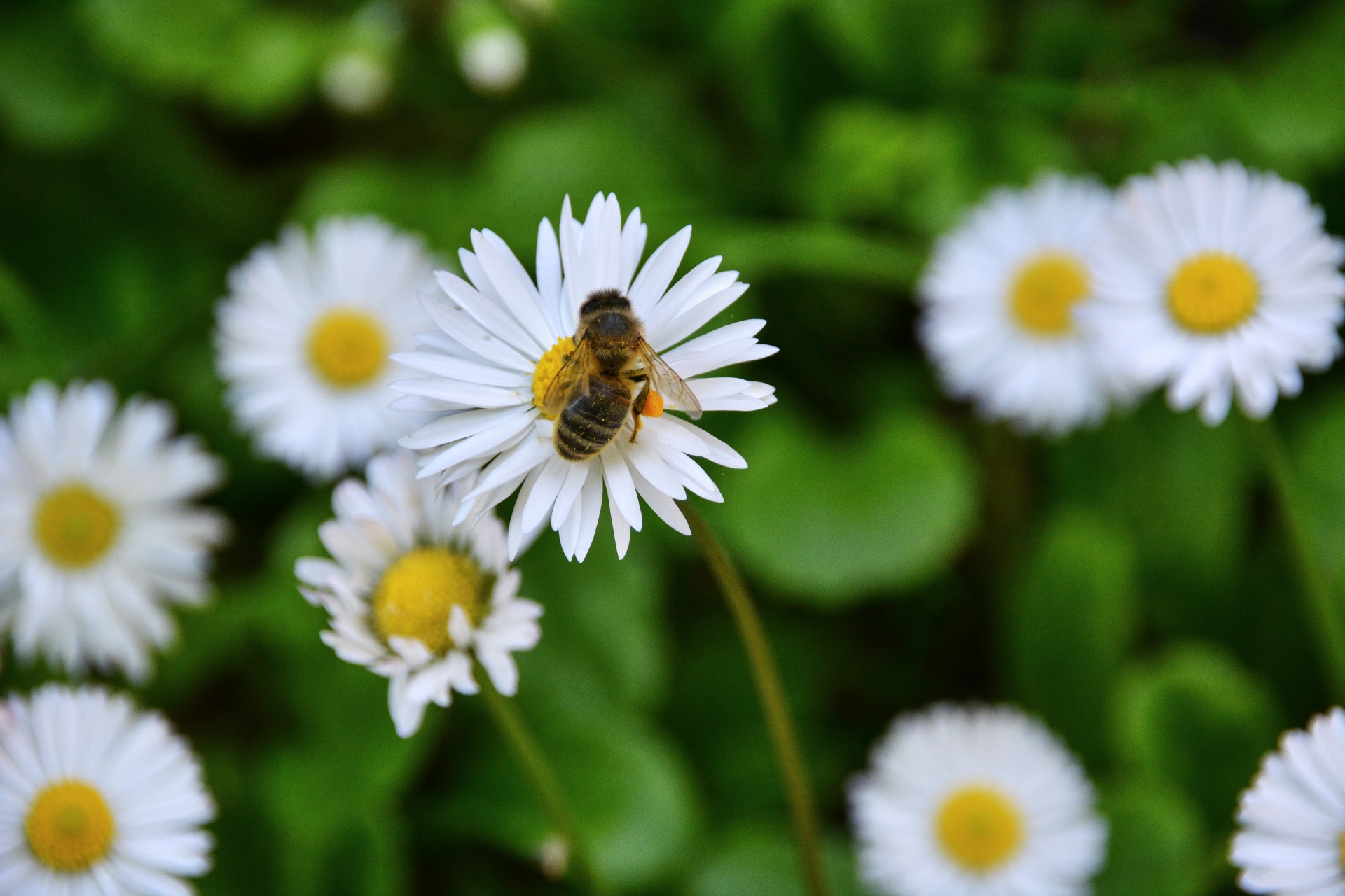 Marguerite And Bee Free Stock Photo - Public Domain Pictures