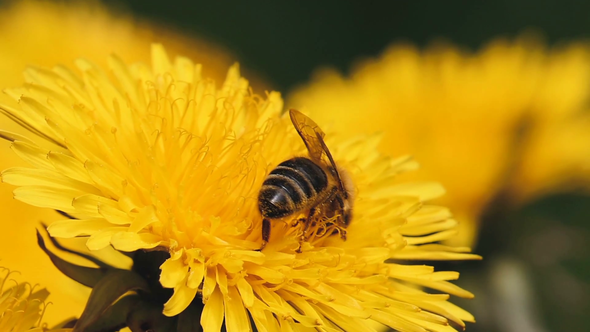 honey bee collects pollen on a yellow dandelion in spring meadow ...