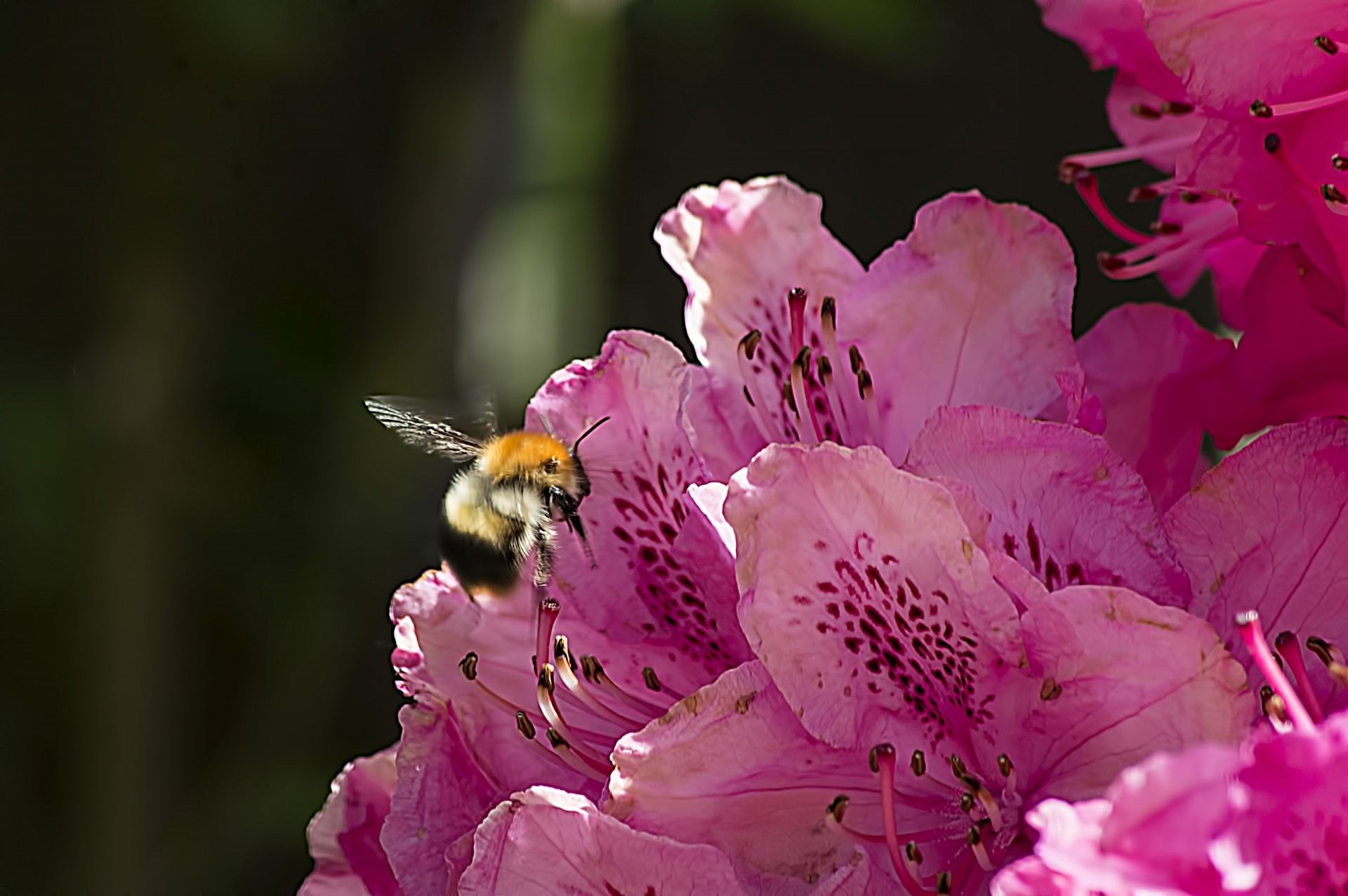Bee On Rhododendron Free Stock Photo - Public Domain Pictures