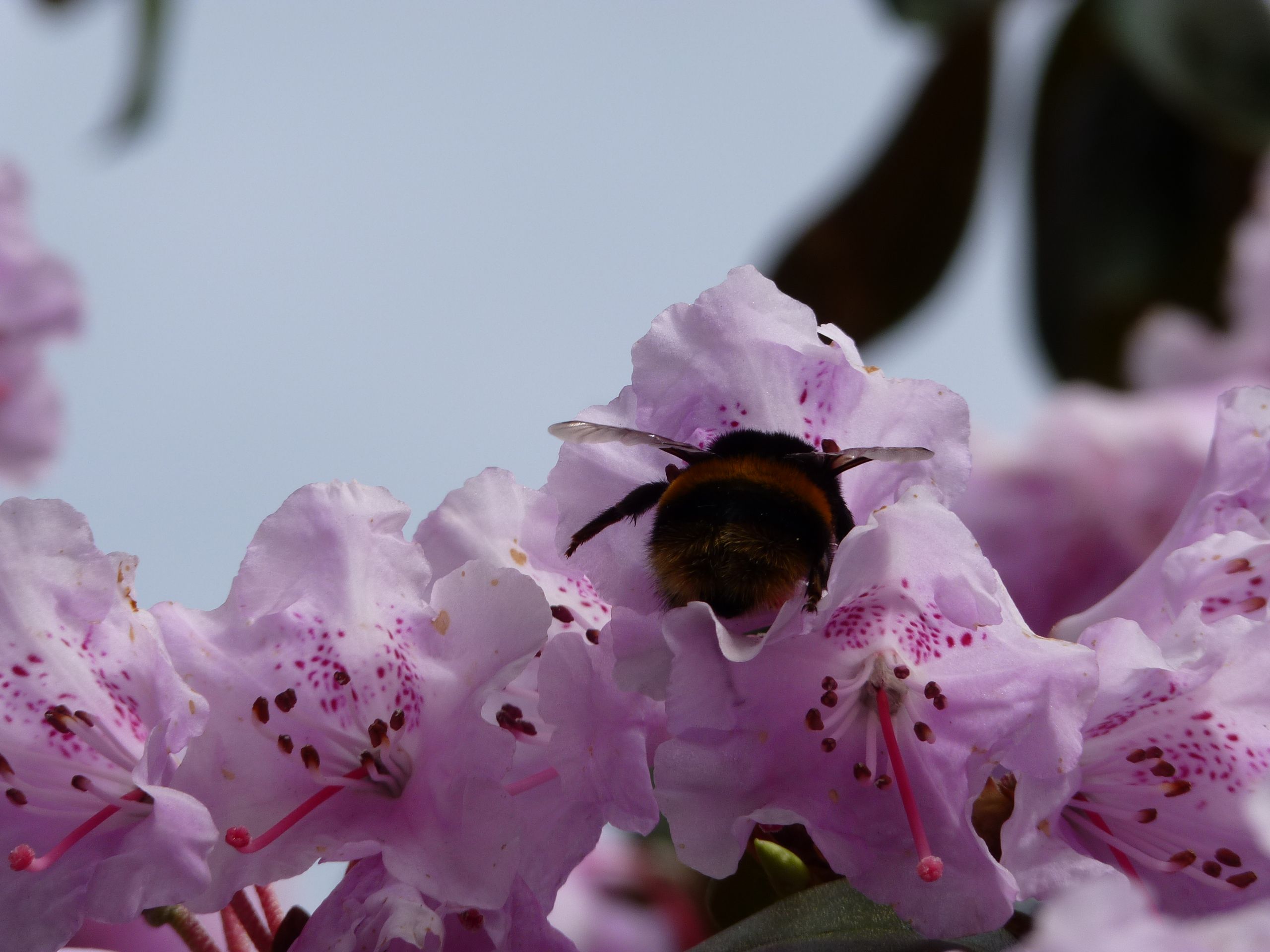Bee on rhododendron at the Royal Botanic Garden Edinburgh | Bees ...