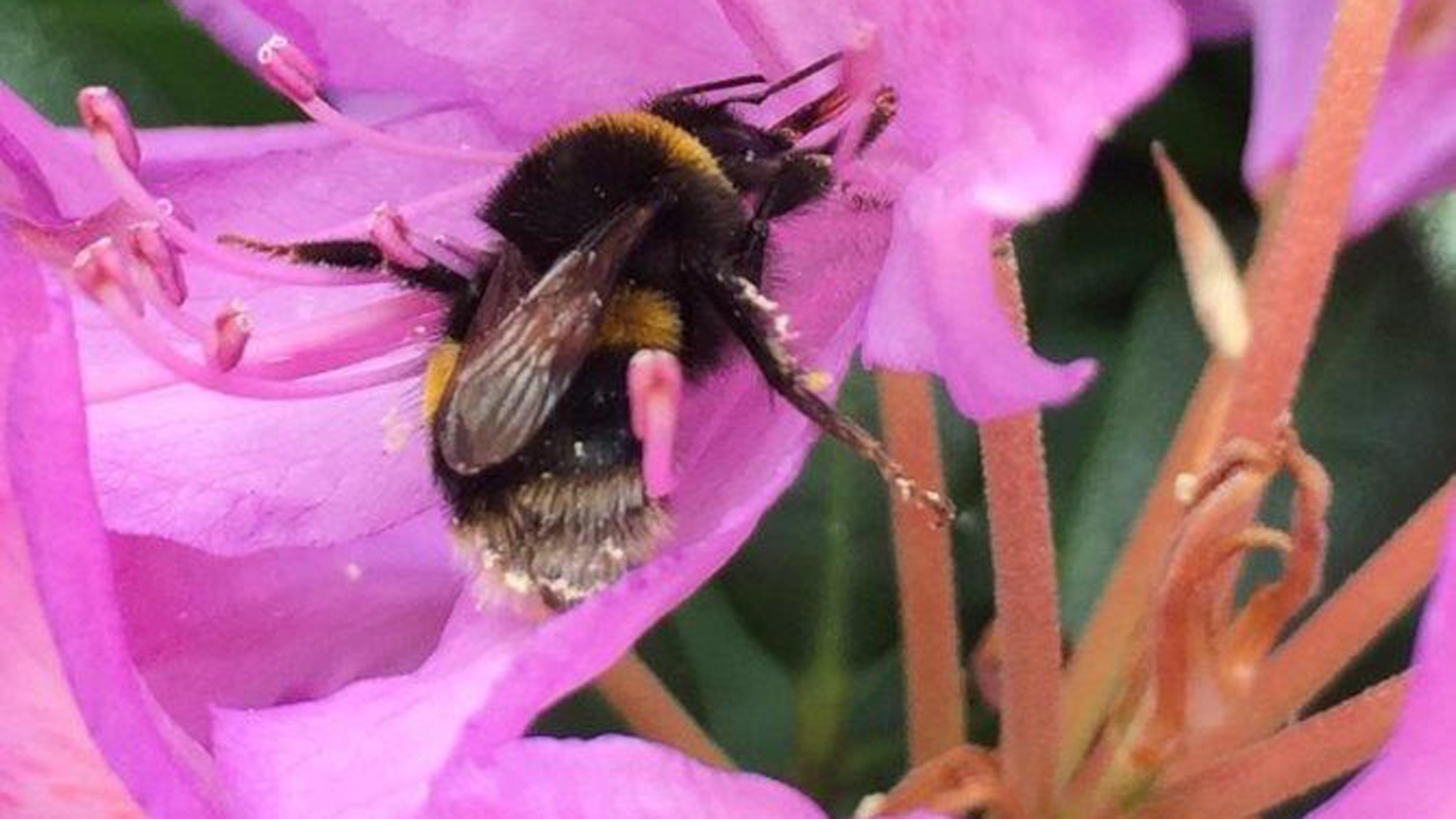 Hidden poisons in rhododendron nectar | Kew