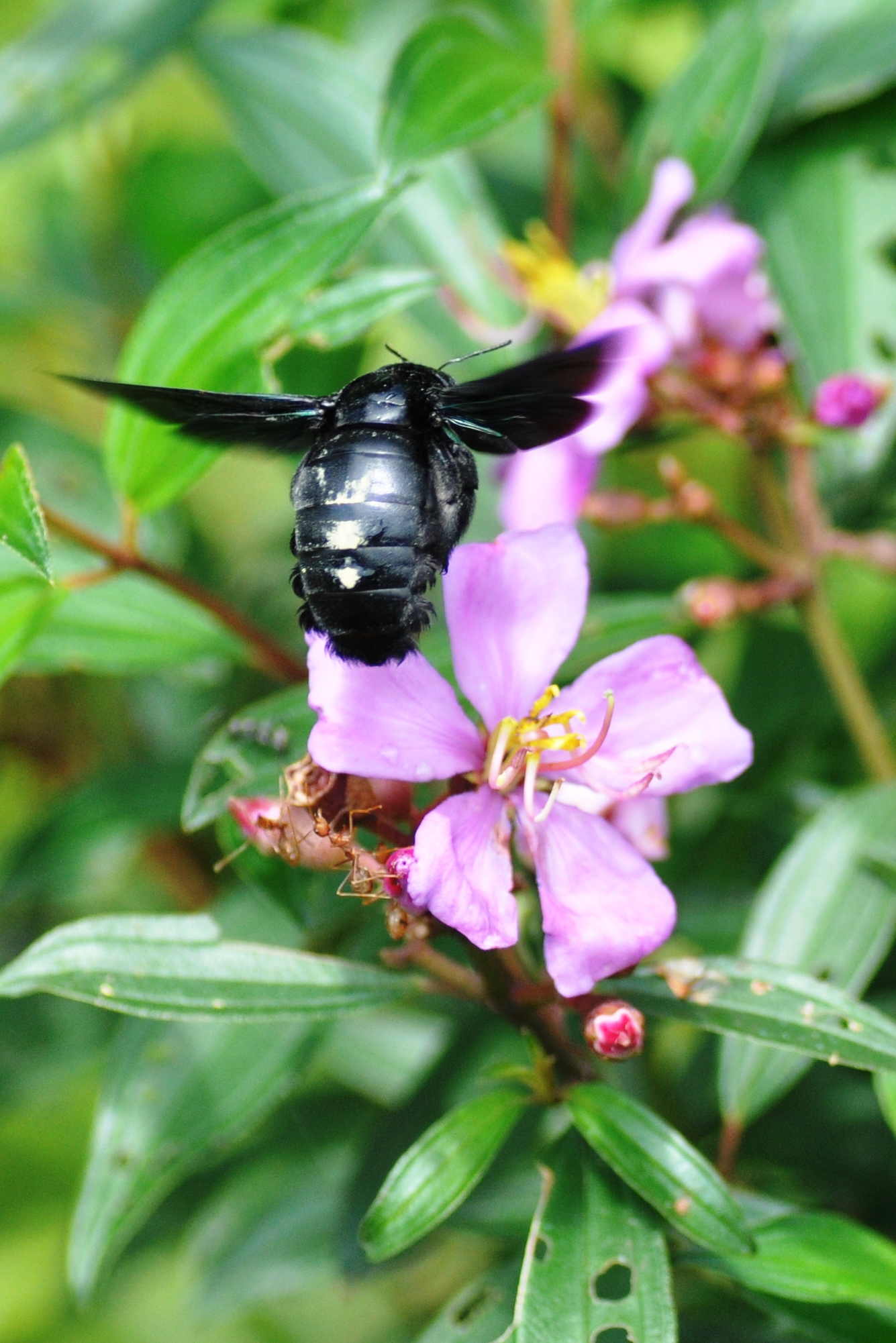 File:Singapore rhododendron with carpenter bee 2.jpg - Wikimedia Commons