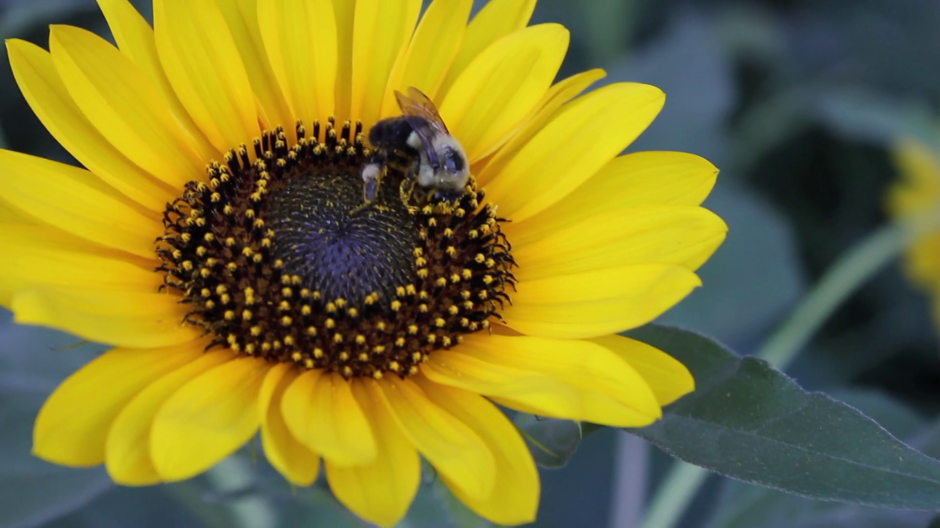 Bee on sunflower pollinating Stock Video Footage - Videoblocks