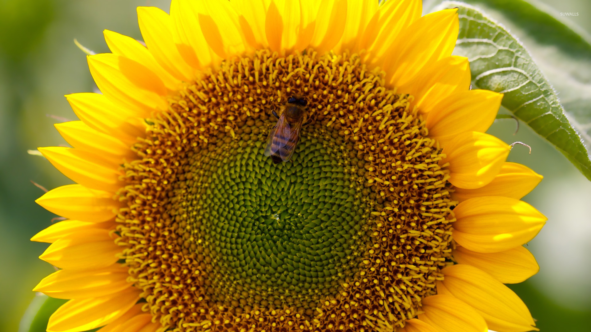 Bee on sunflower wallpaper - Flower wallpapers - #45992