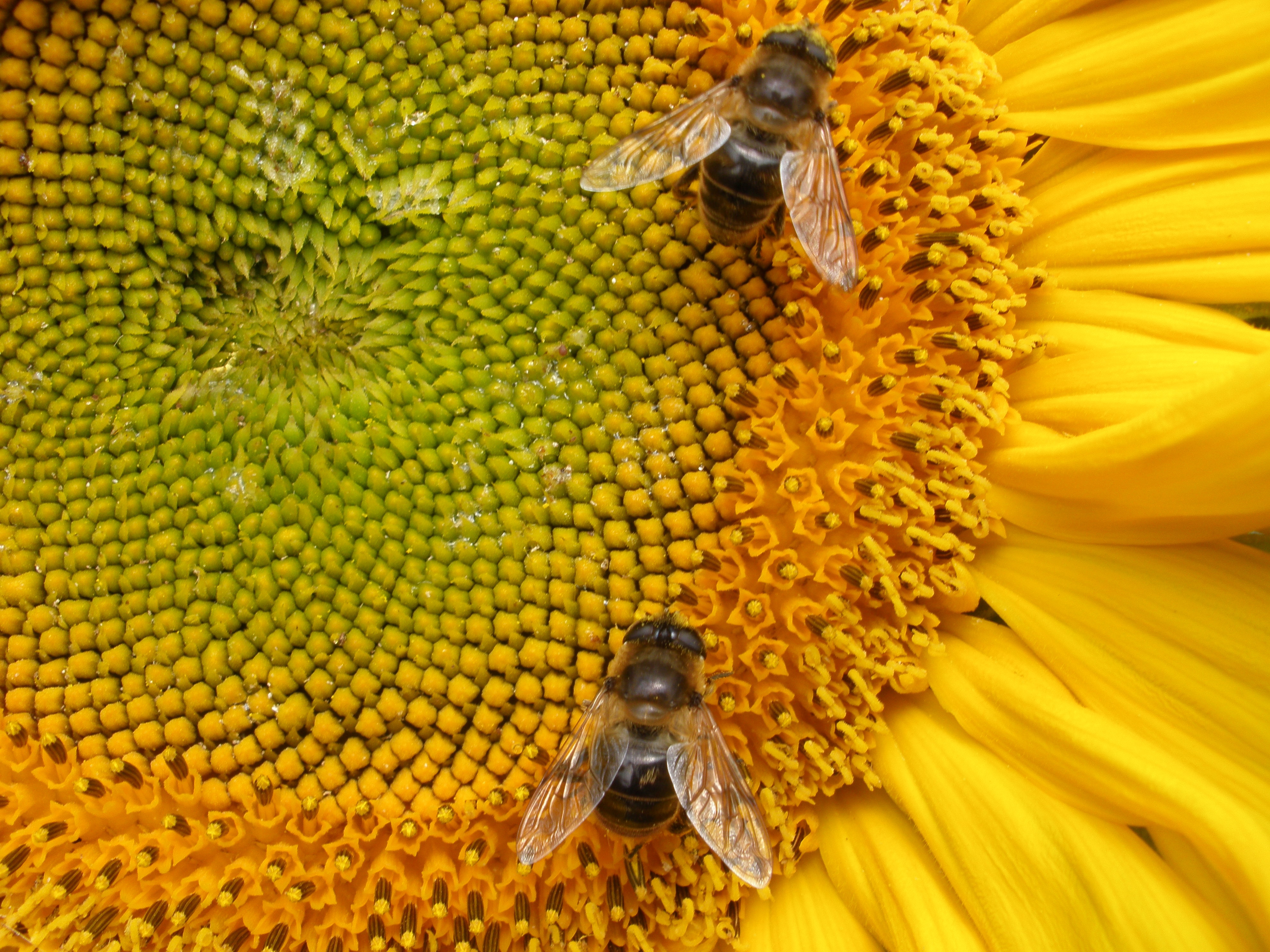 File:Bees on sunflower.JPG - Wikimedia Commons