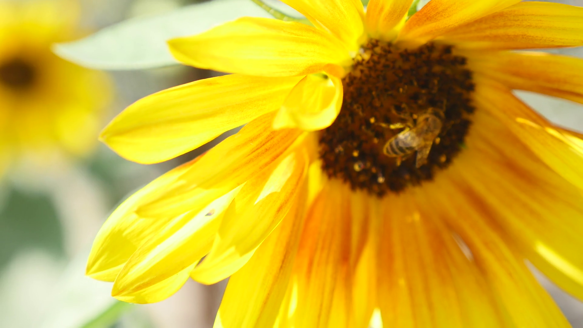 Bee on sunflower close up Stock Video Footage - VideoBlocks