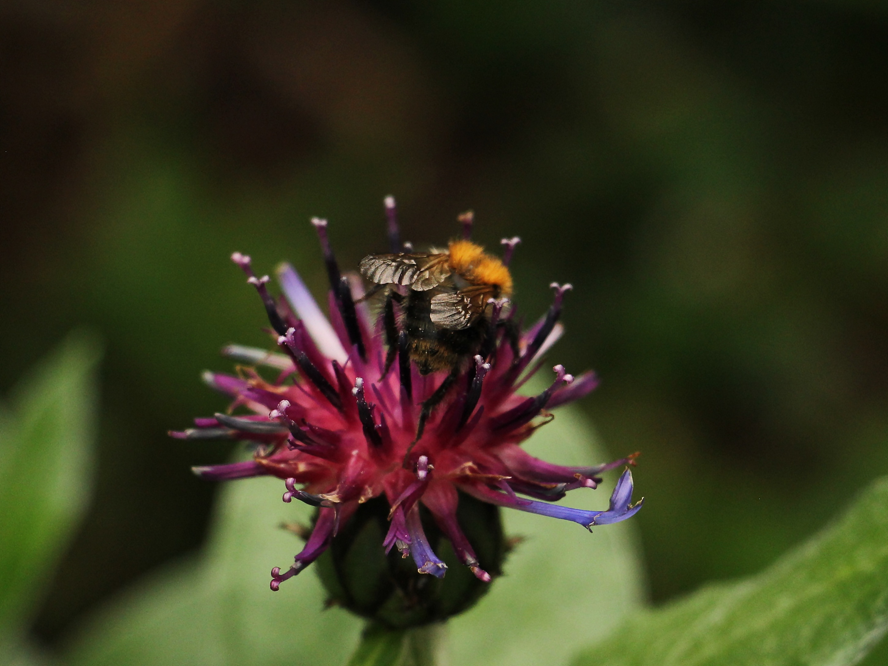 Bee on the cornflower photo