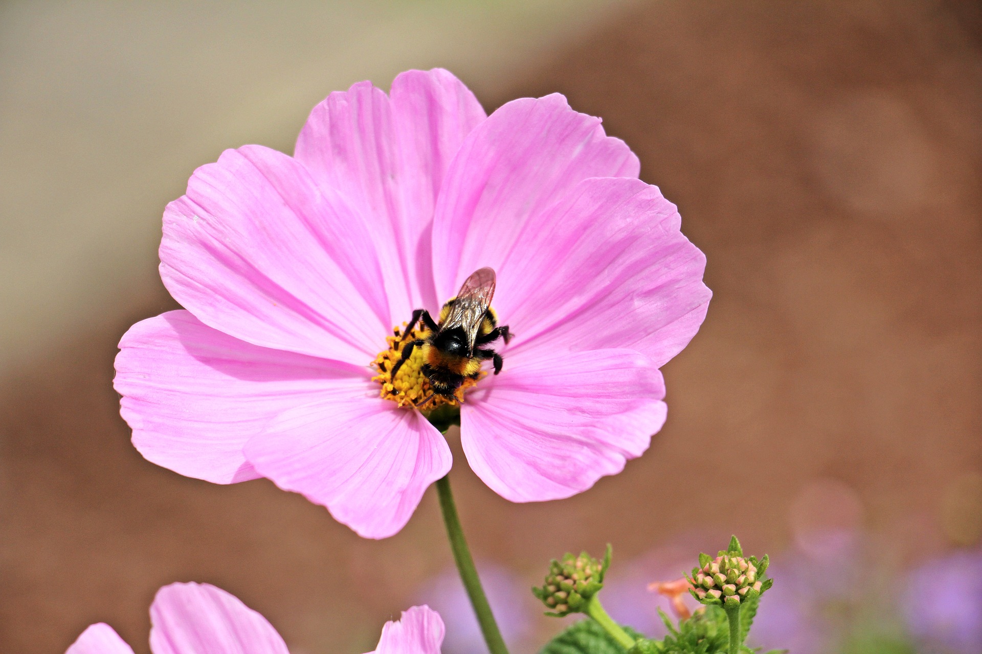 Bee on the cosmo photo